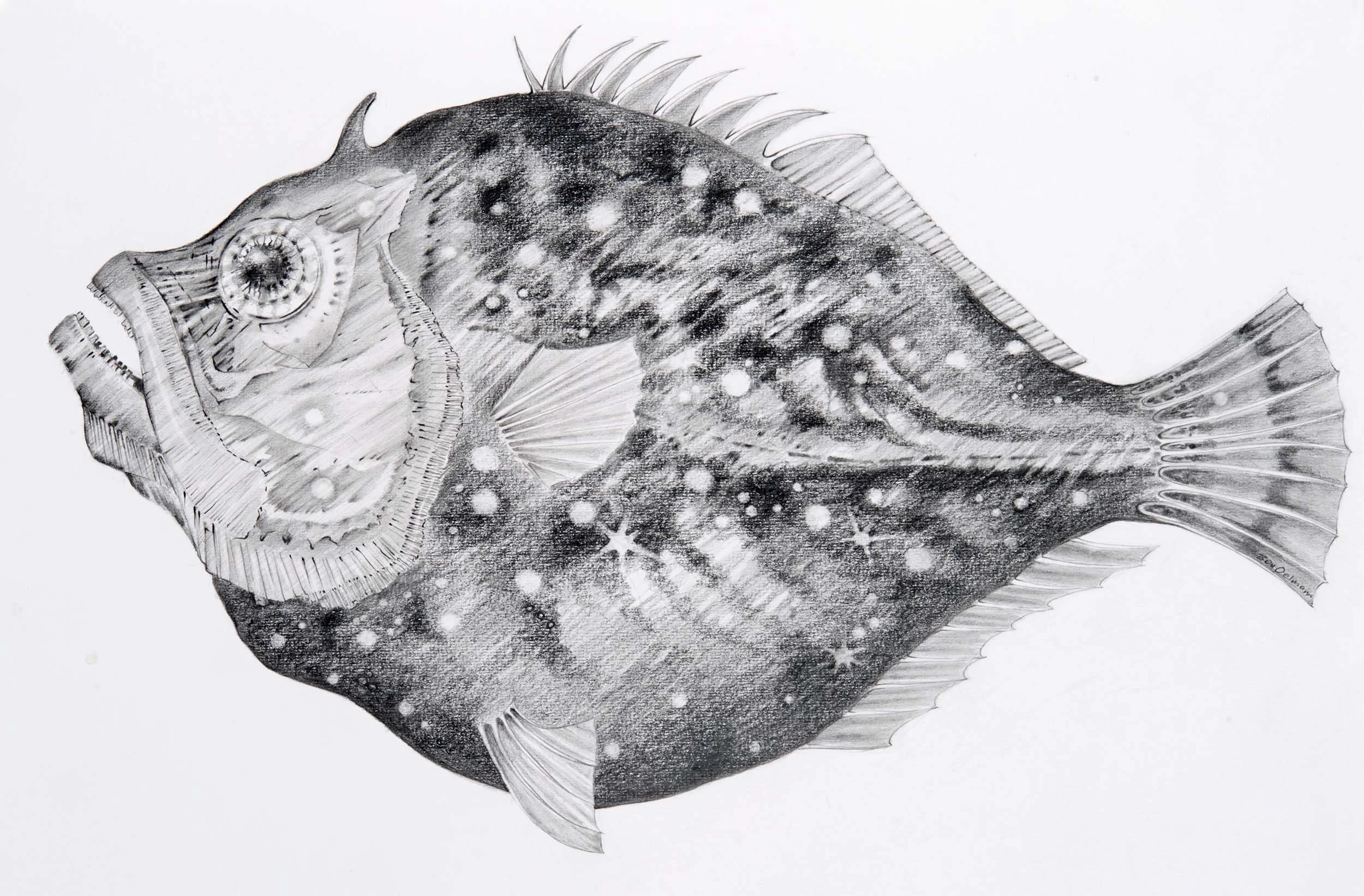 Fish 3, Pencil. 75 x 56cm (mounted)