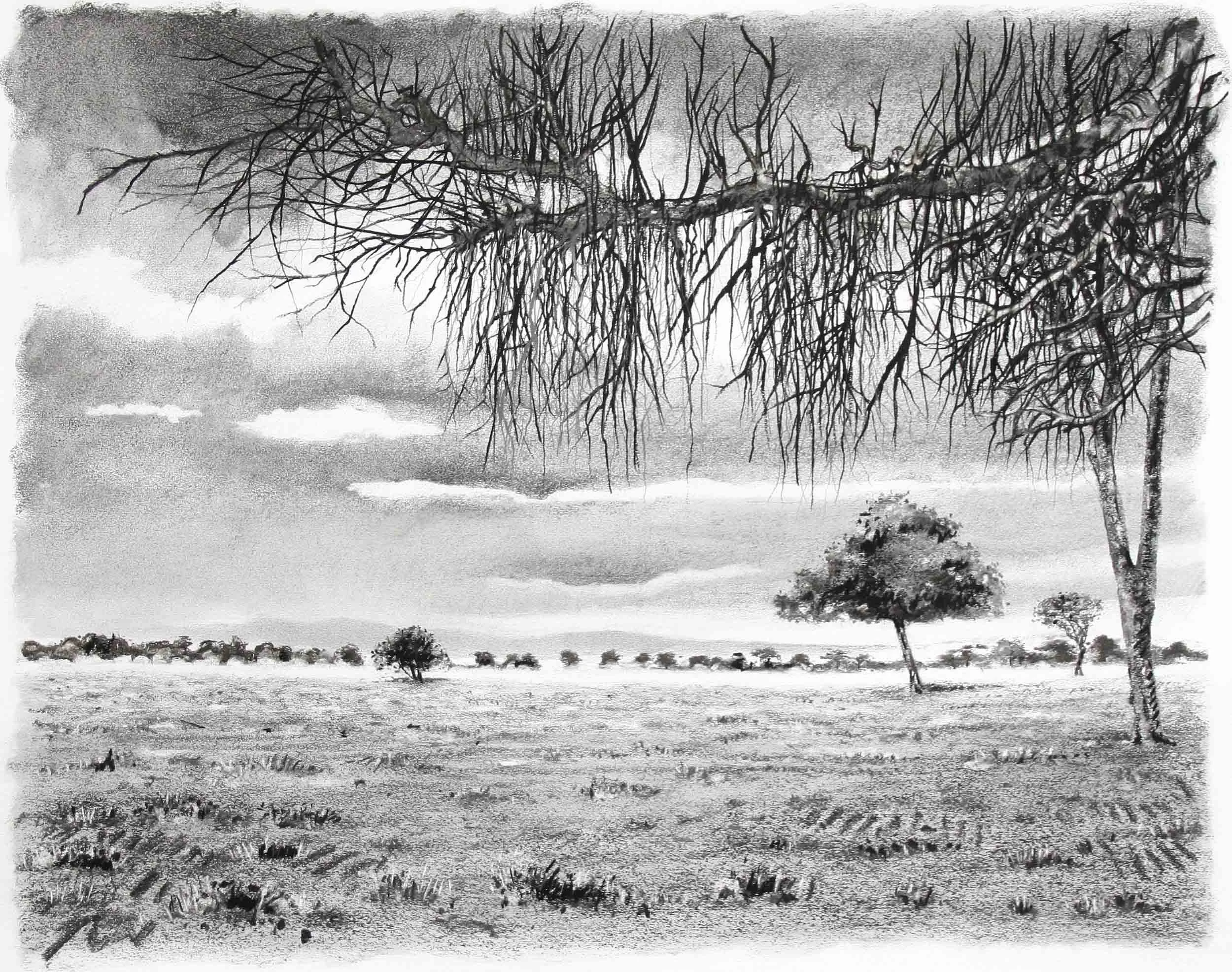 Nakuru Park  Charcoal and graphite. 880 x 750