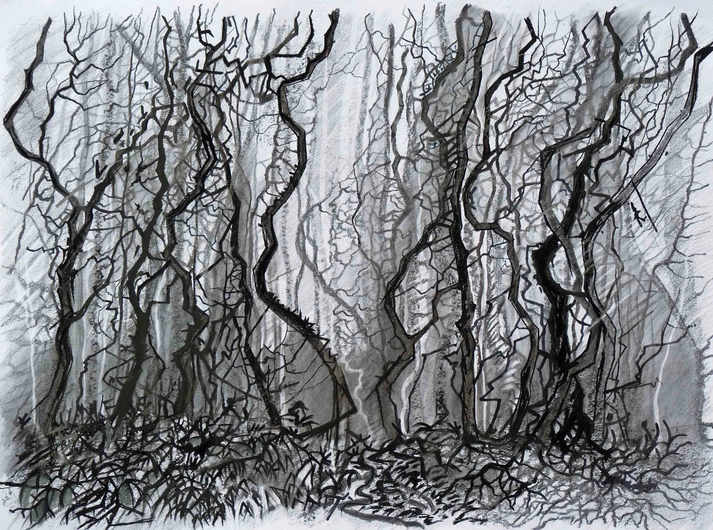 Fingle wood, Dartmoor  Charcoal and graphite. 80 x 75cm