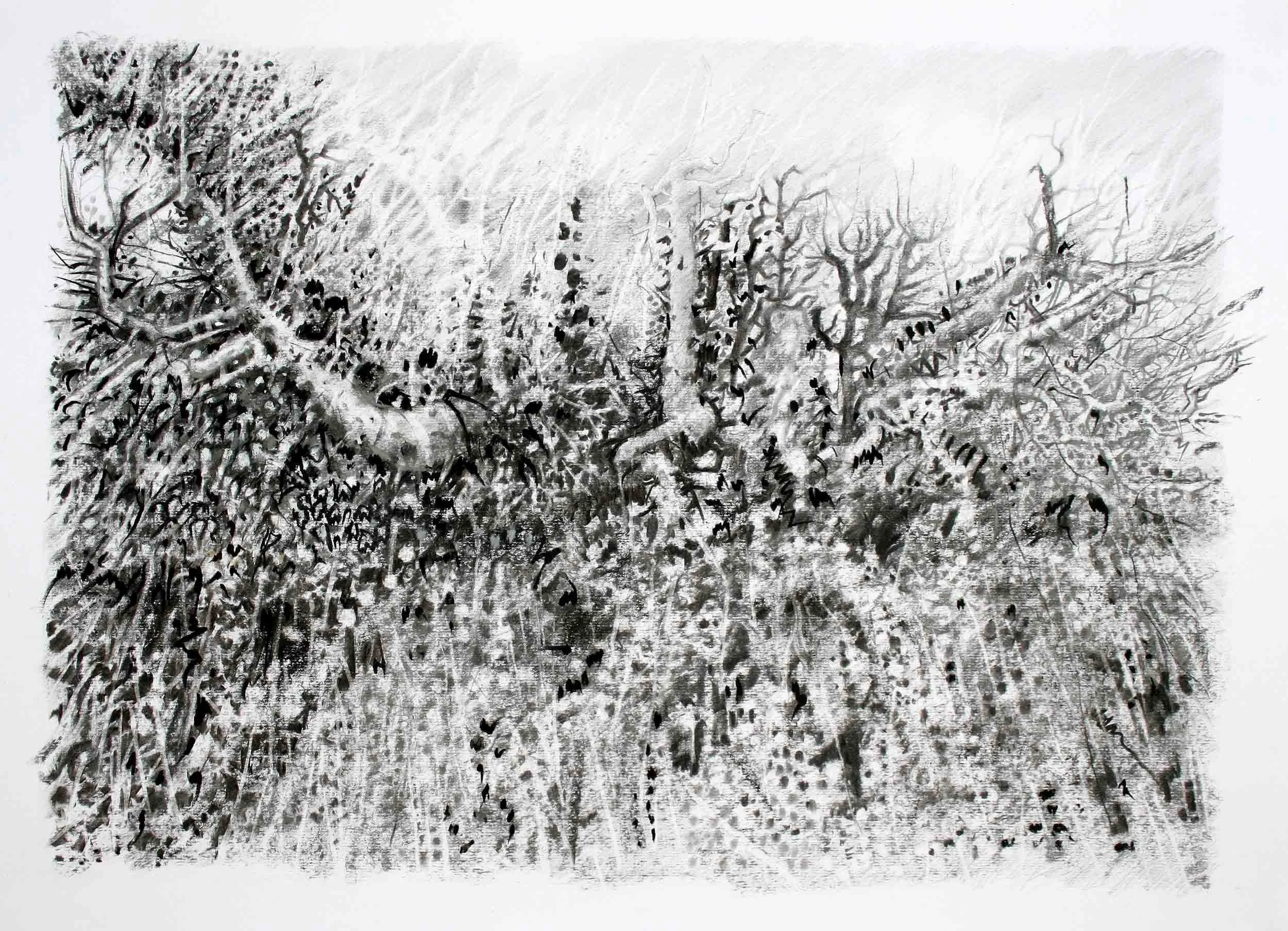 Study for Hedge Charcoal and graphite  78 x 56cm