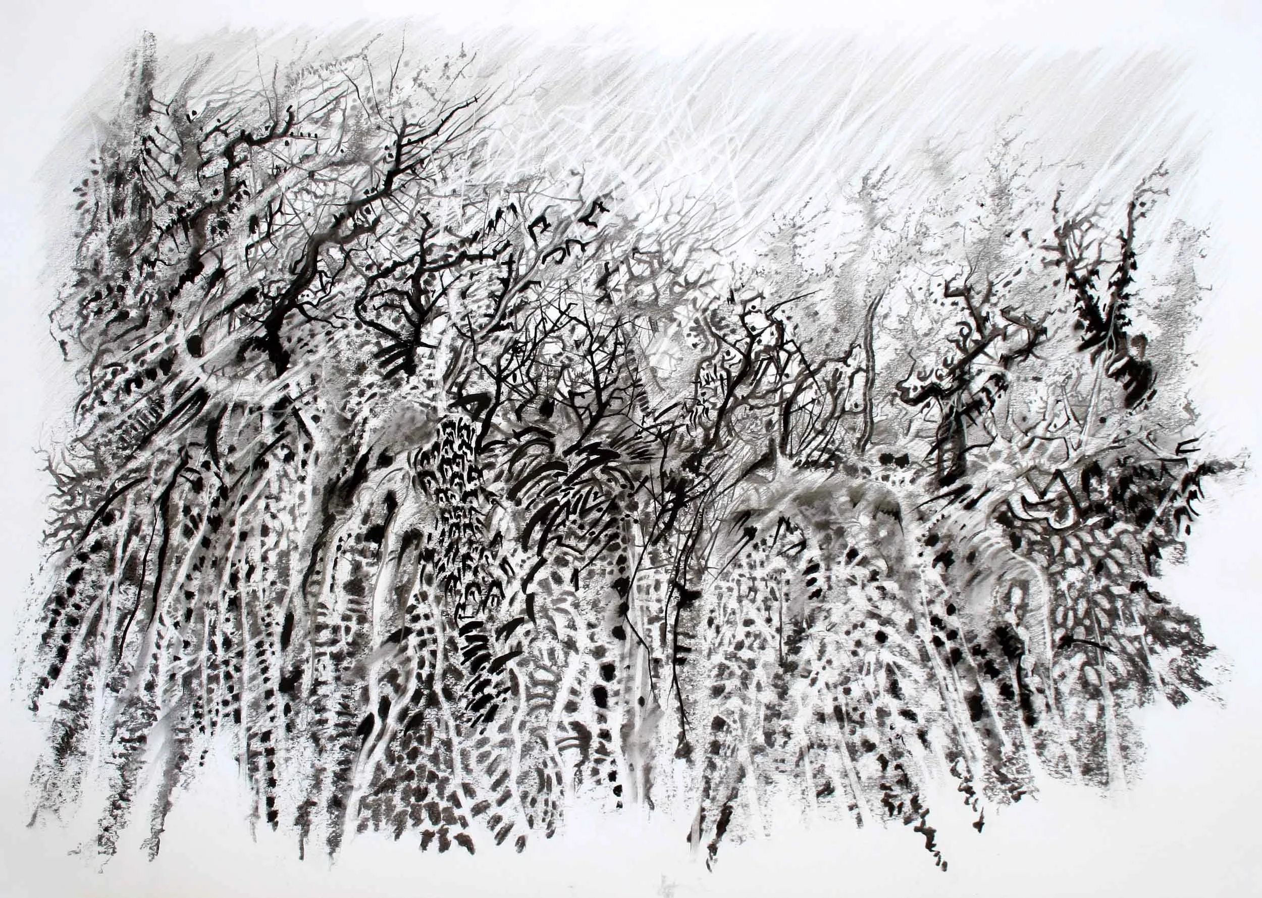 Thorny bank Charcoal and graphite. 84 x 60cm