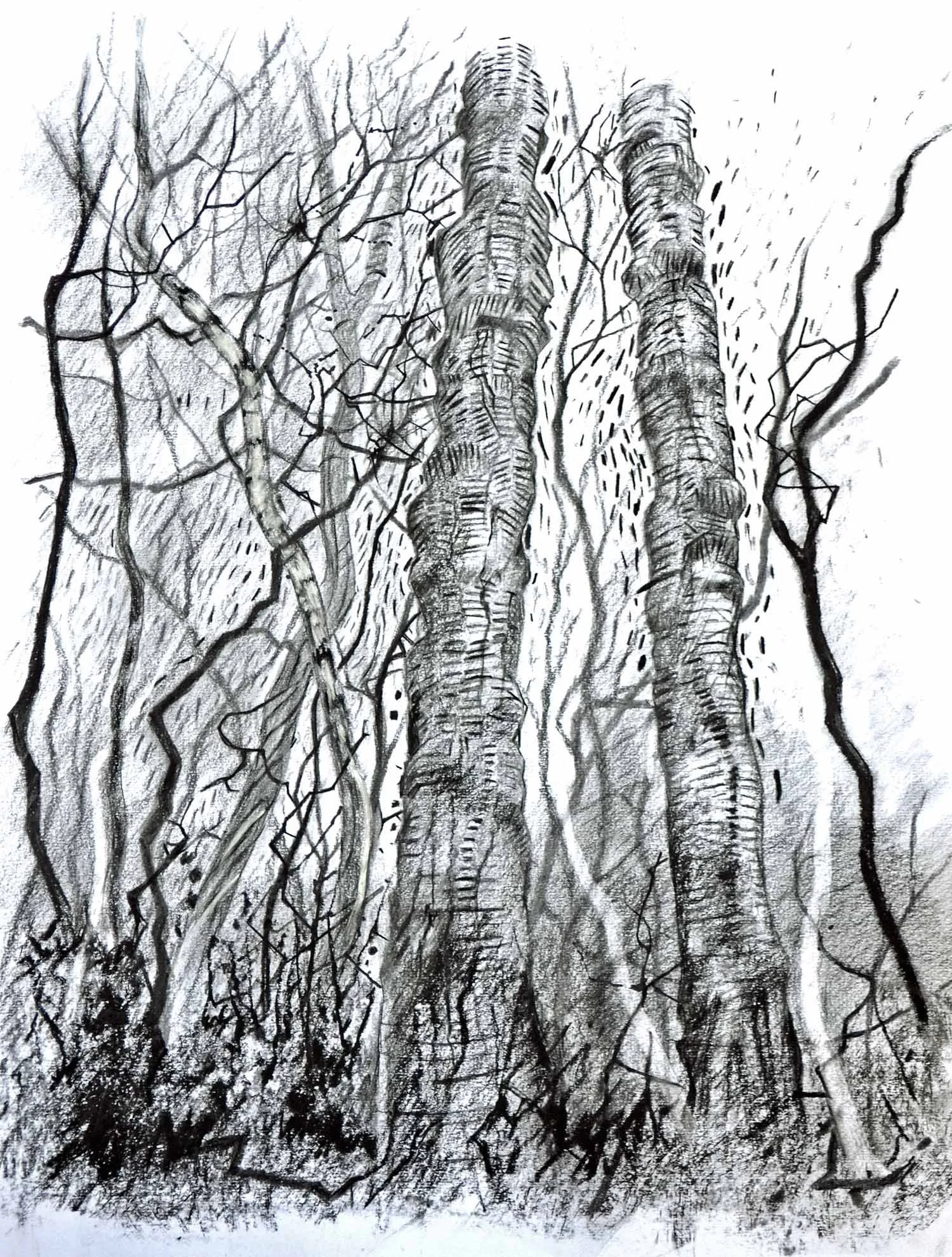 Two Birches Study  46 x 60cm  Graphite and Charcoal