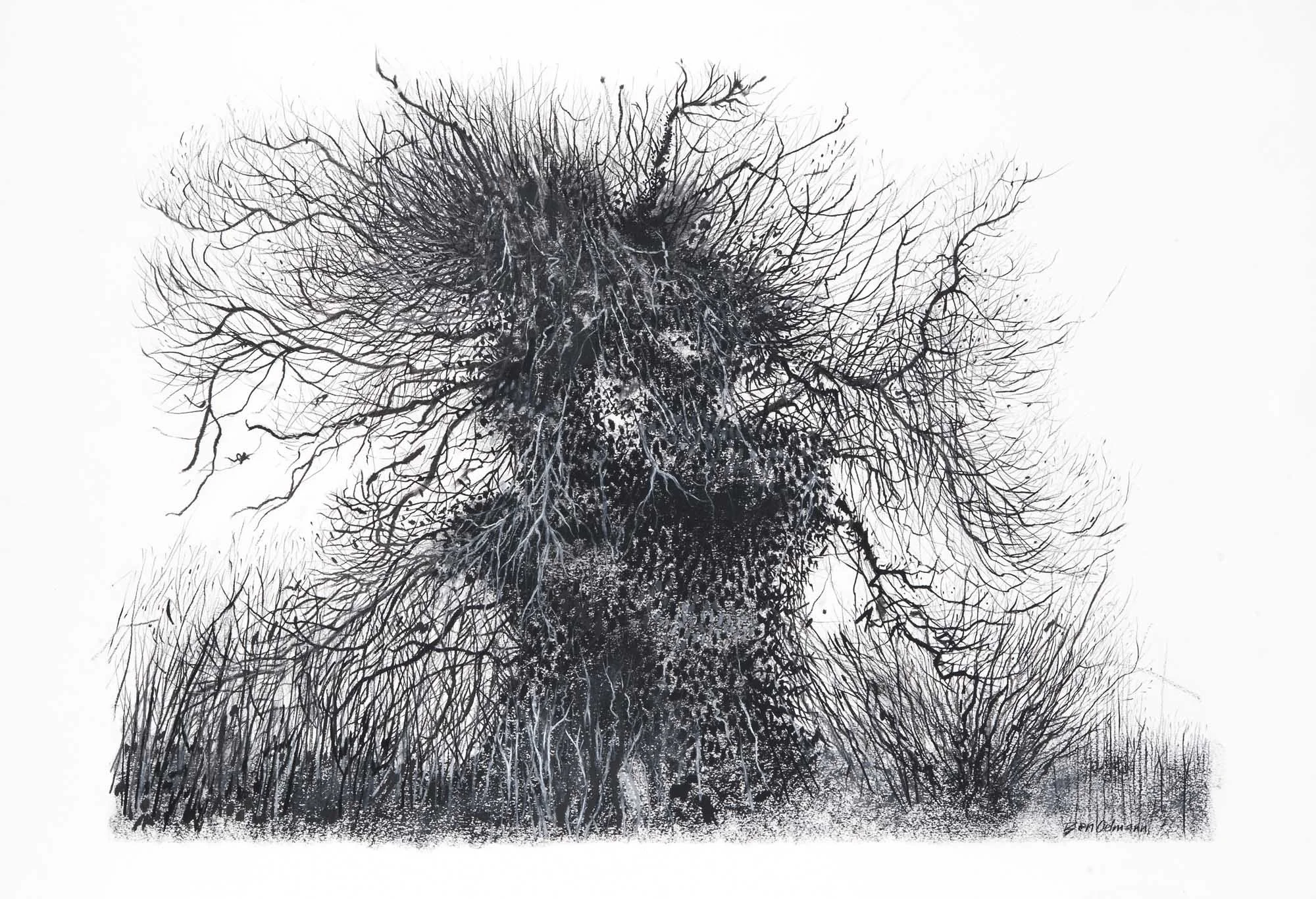 Mendip Oak. charcoal and graphite. (sold)
