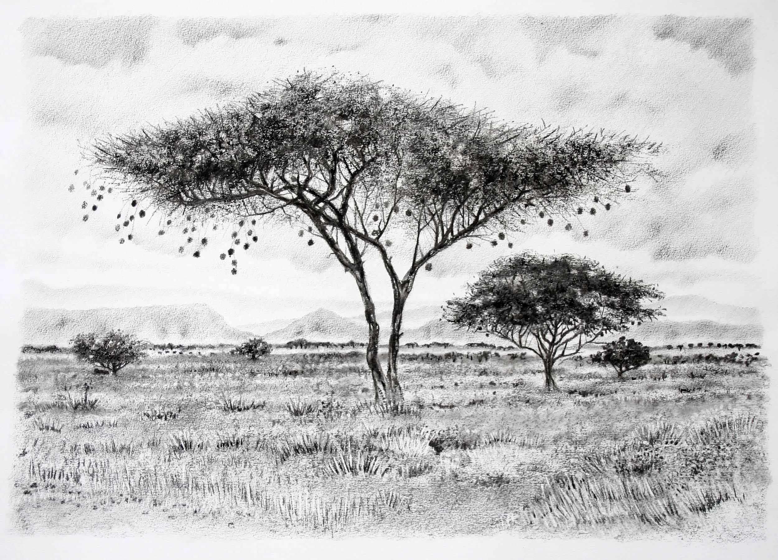 Weaver Bird tree, Samburu, Charcoal and graphite  60 x 45cm