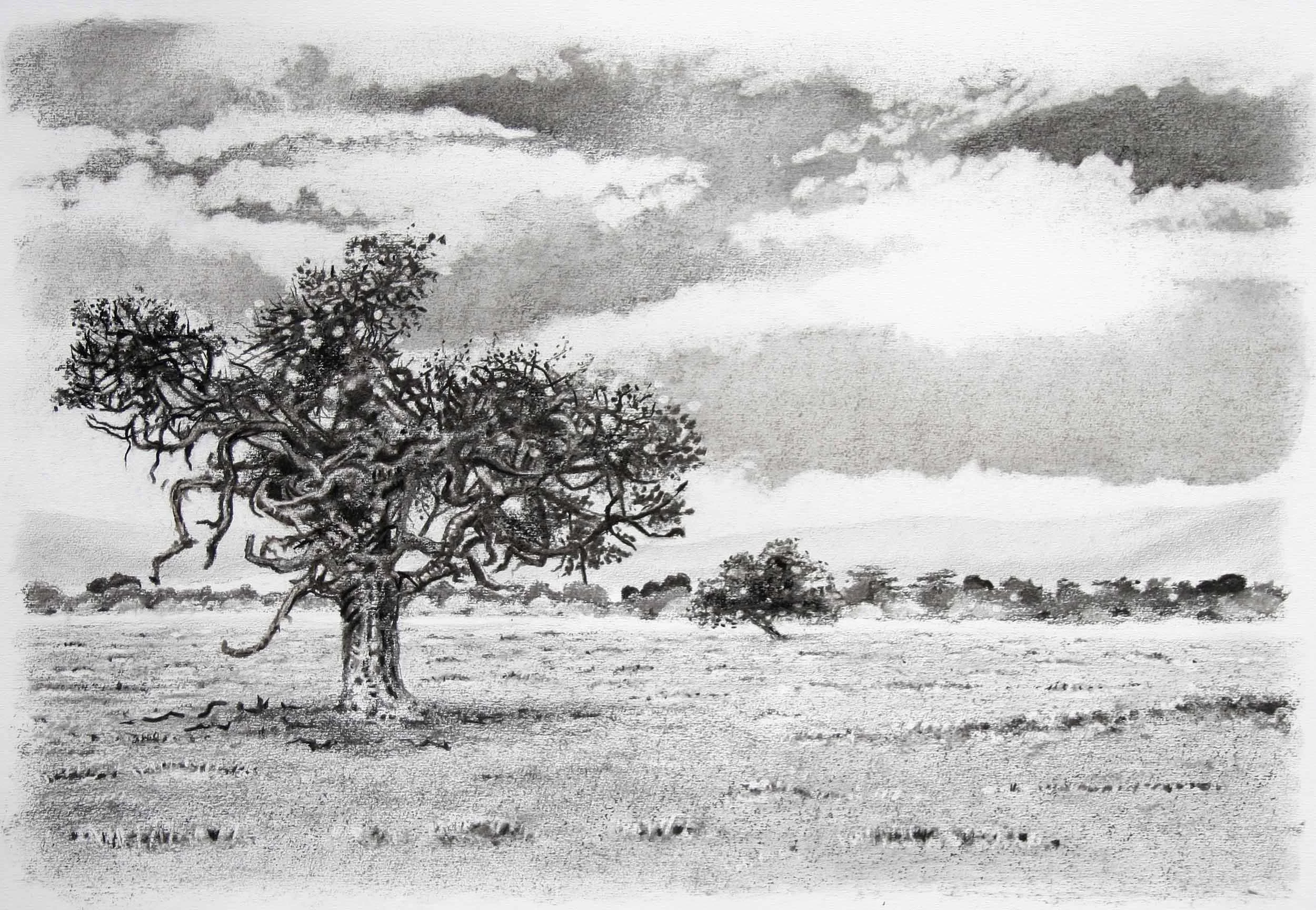 Gnarled Acacia, Nakuru Charcoal and graphite 78x63cm (mounted)