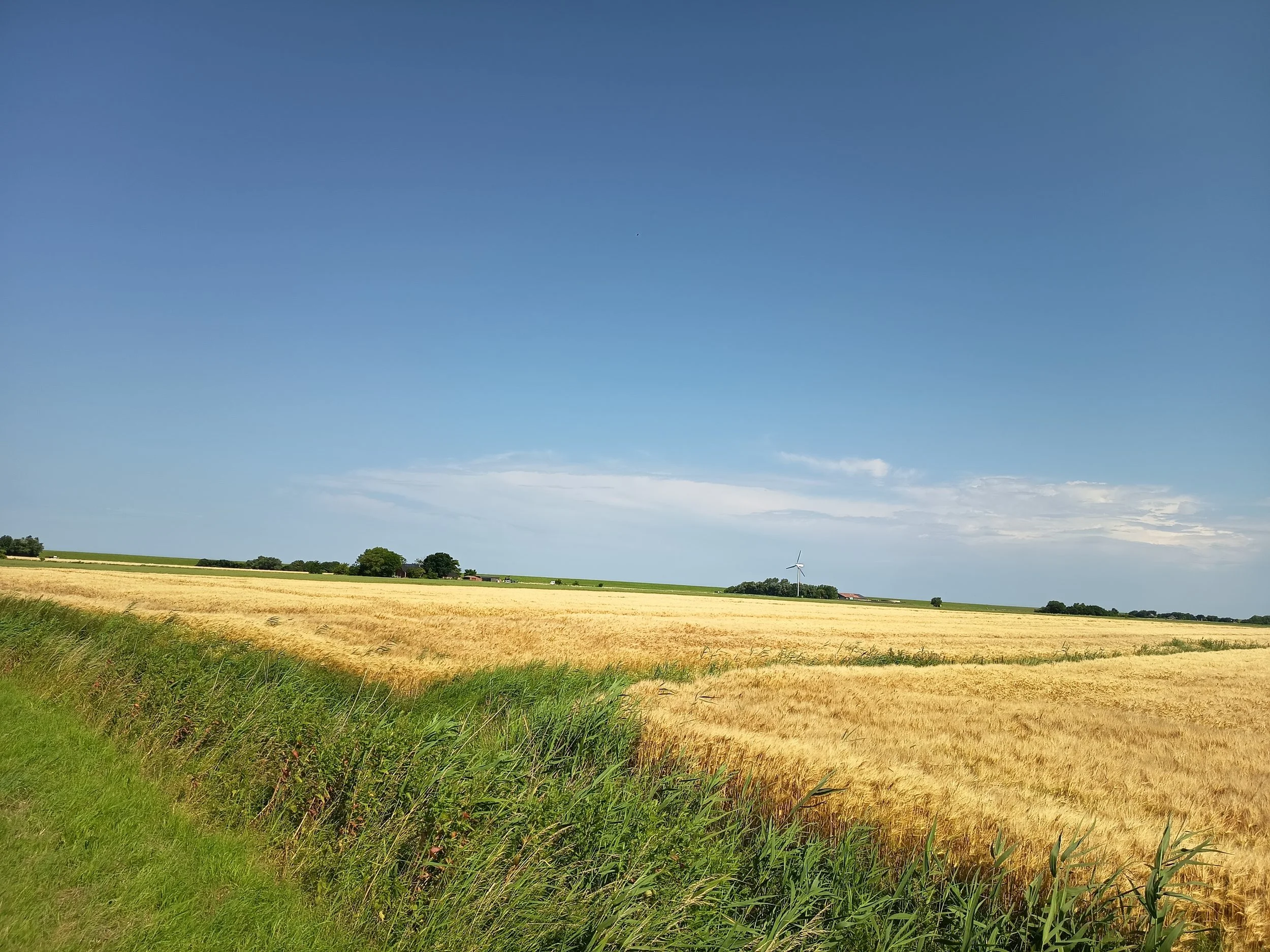 Landschaft mit Getreidefeldern, einem Windrad und einem blauen Himmel mit wenigen Wolken.