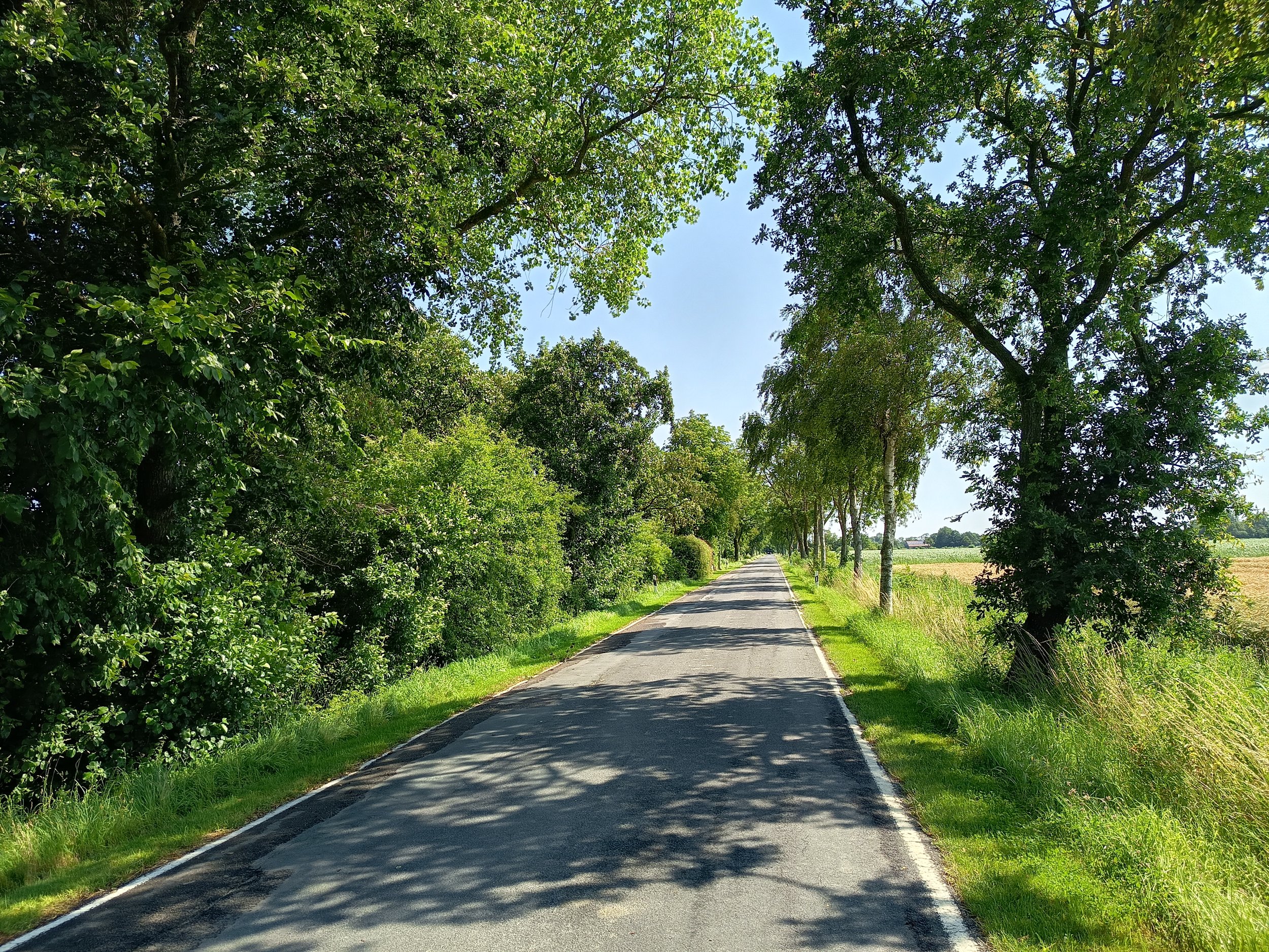 Eine schmale Straße verläuft durch eine grüne Landschaft, flankiert von Bäumen auf beiden Seiten, mit einer klaren blauen Himmel im Hintergrund.