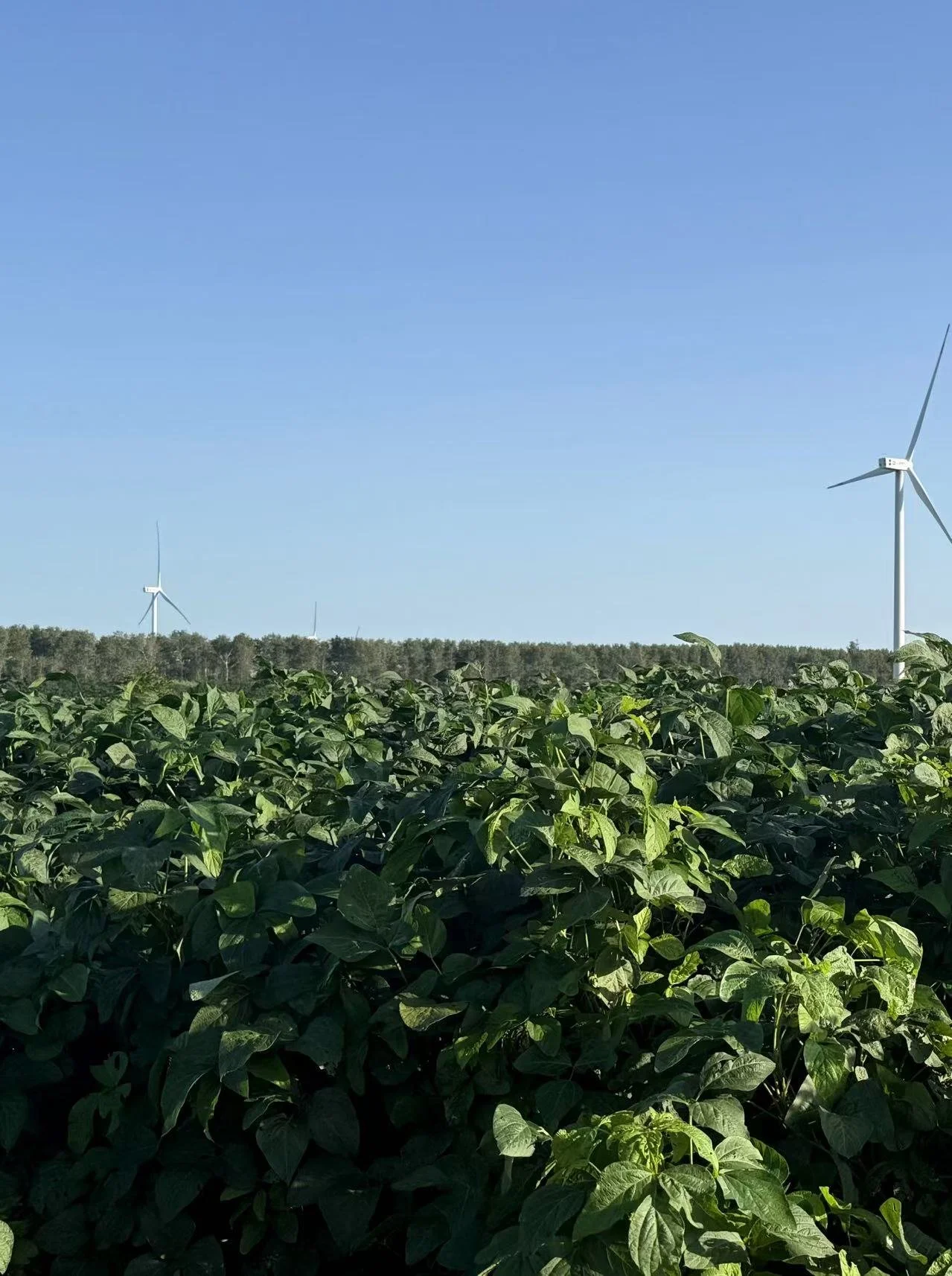 Green soybeans in a field with wind turbines in the background and a clear blue sky.