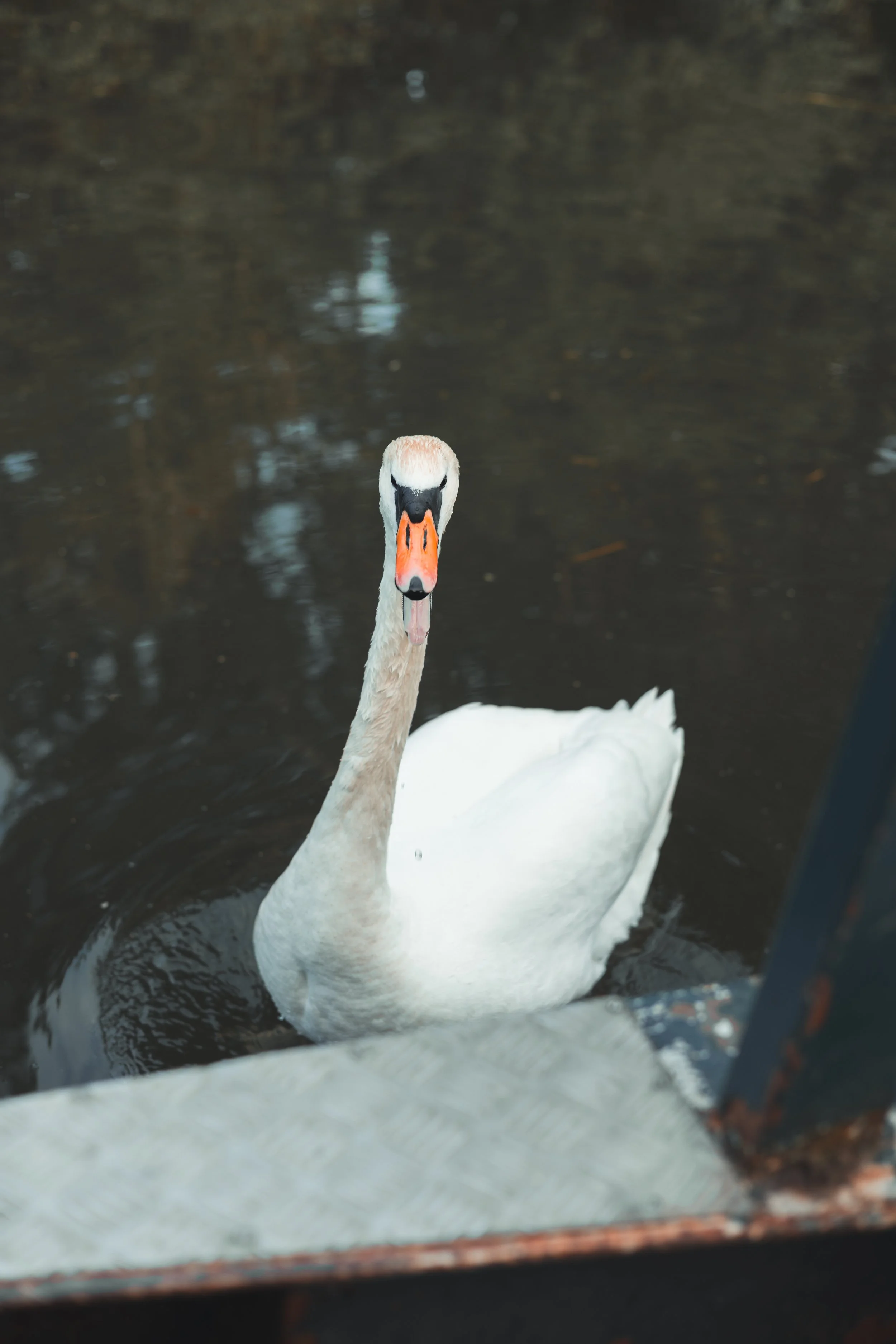 A white swan swimming in dark water, with a close-up of its head and body visible through a window.