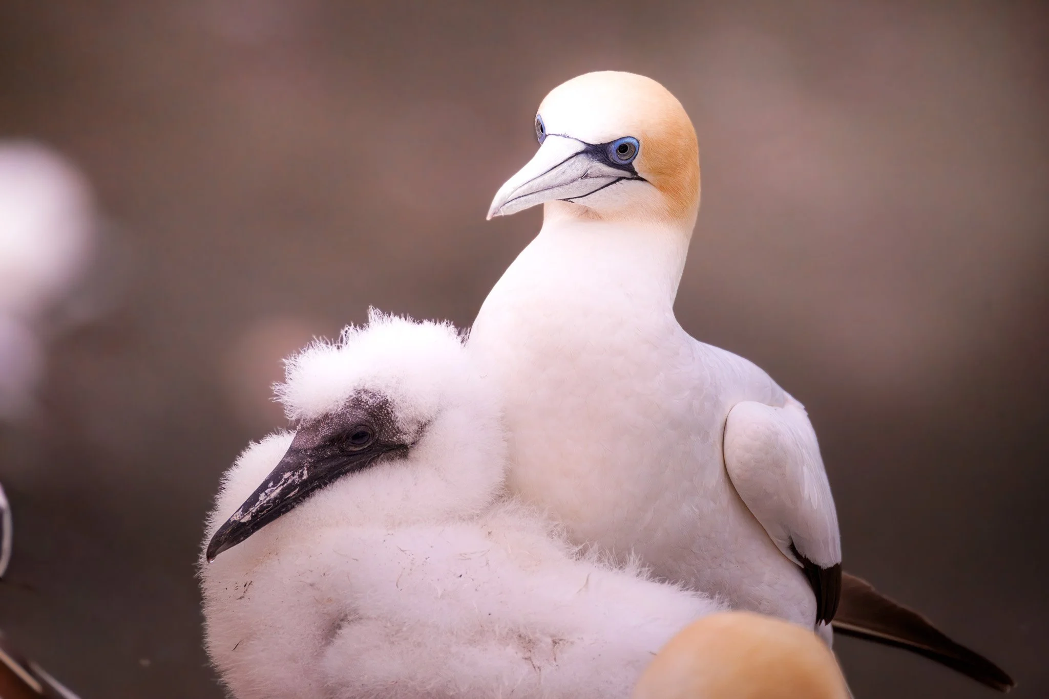 Australasian Gannet