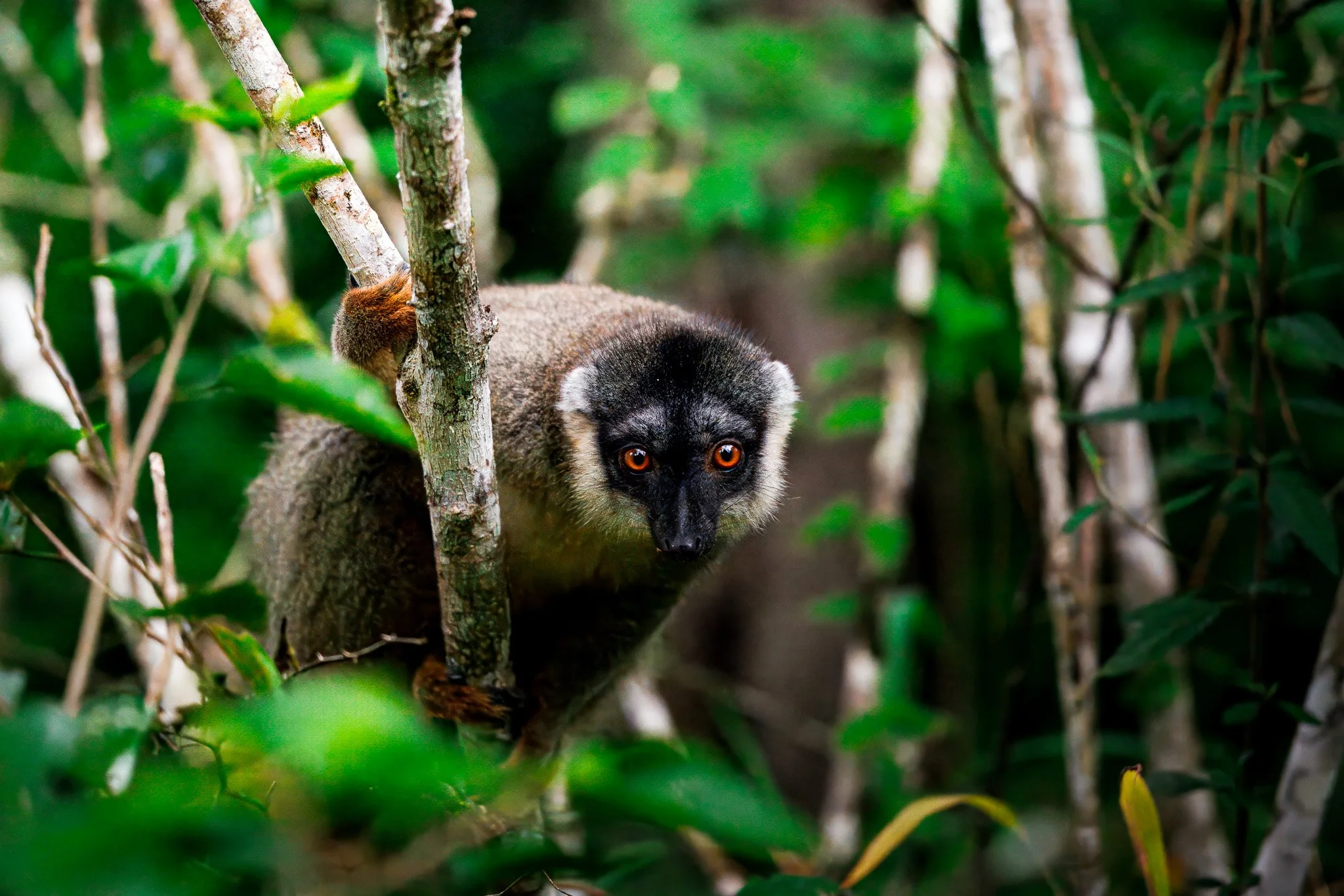 Common Brown Lemur