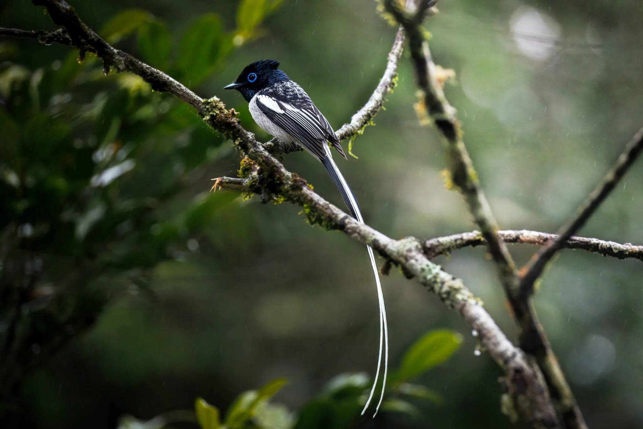 Malagasy Paradise-Flycatcher