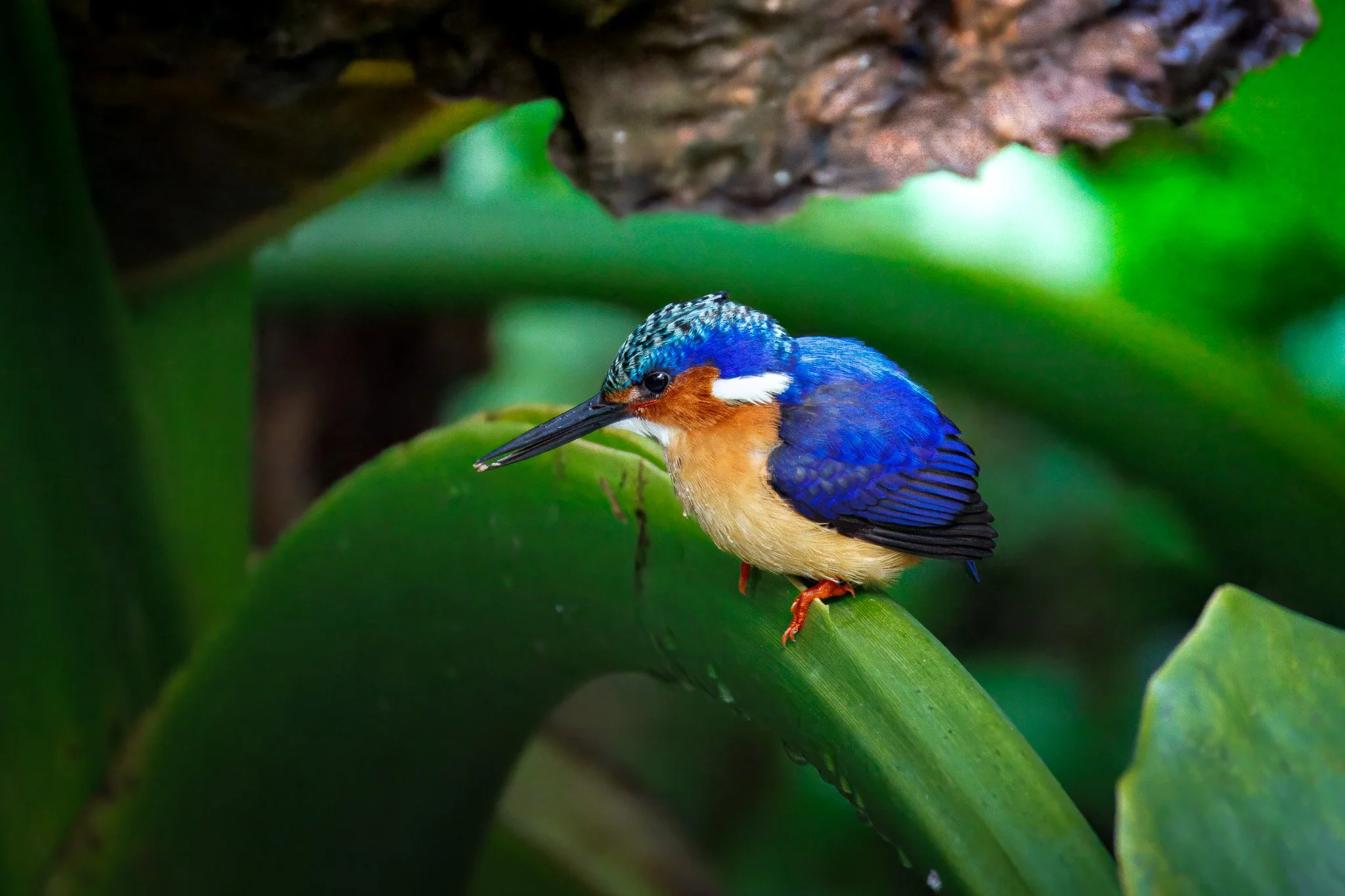Malagasy Kingfisher 