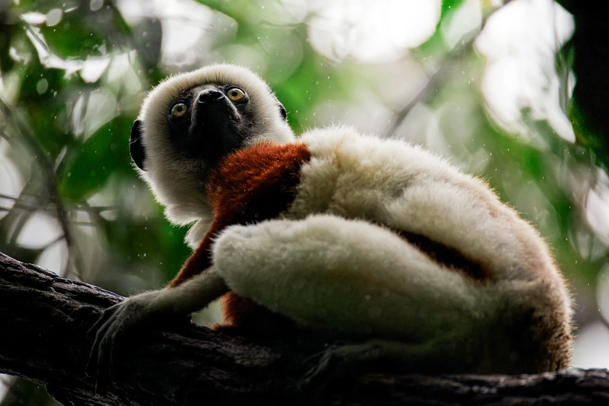 Coquerel's Sifaka
