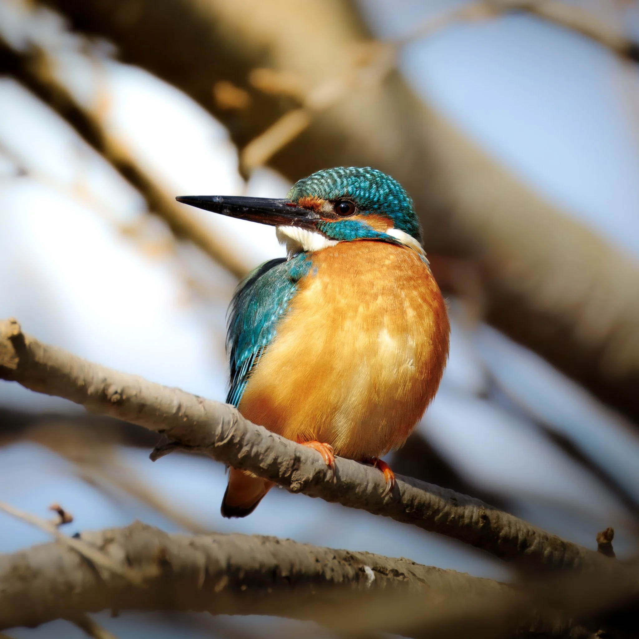 Common Kingfisher