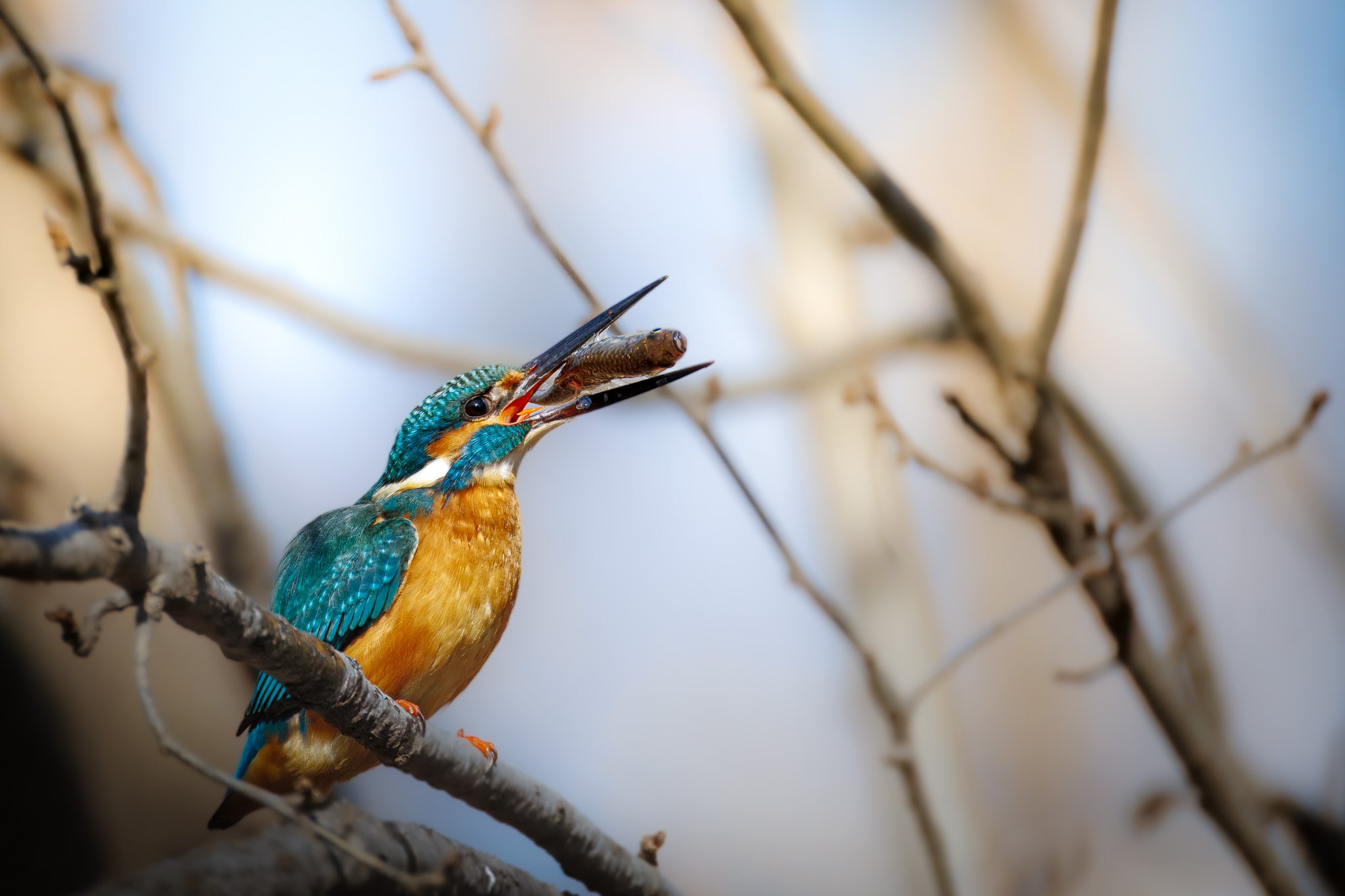 Common Kingfisher