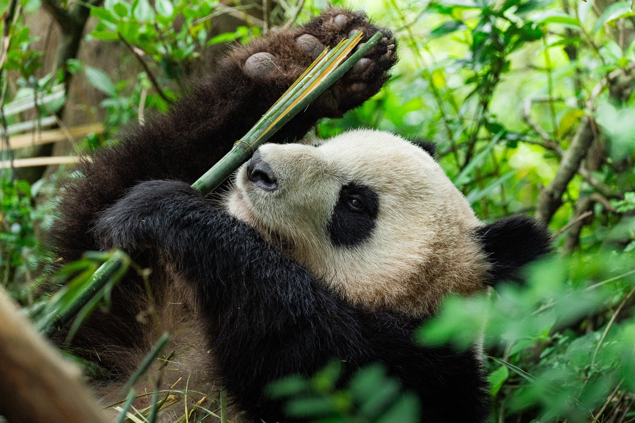 pandaeat.jpg