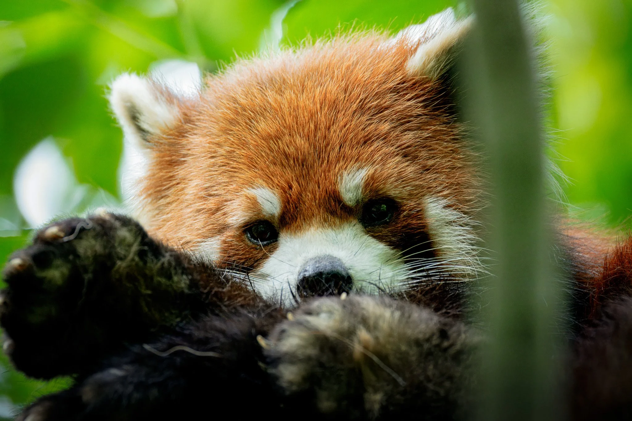 redpanda 6-topaz-rawdenoise.jpg