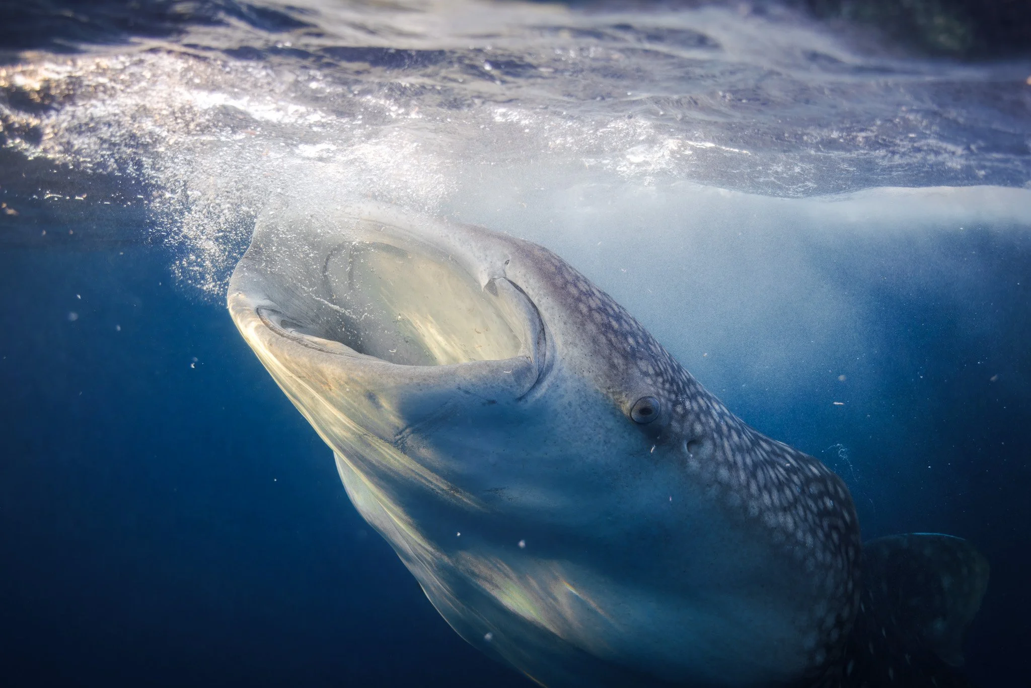Whale Shark