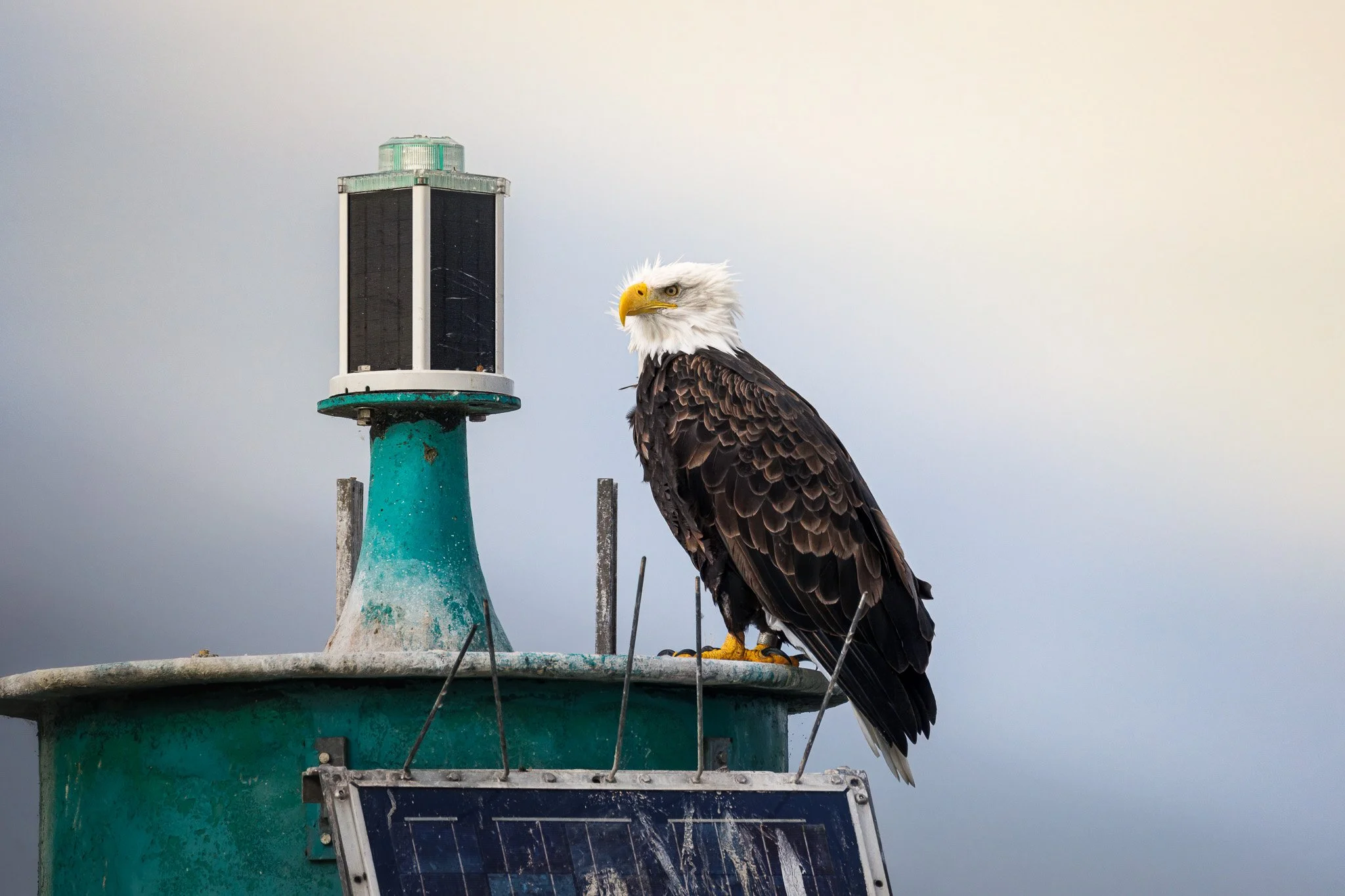 Bald Eagle