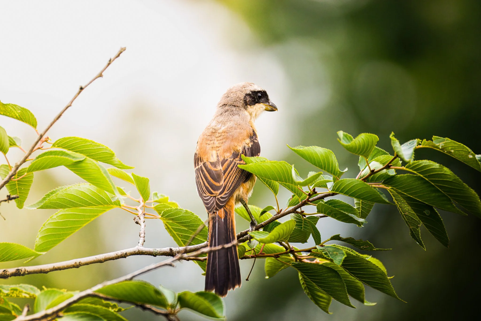 LTshrike-topaz-rawdenoise.jpg