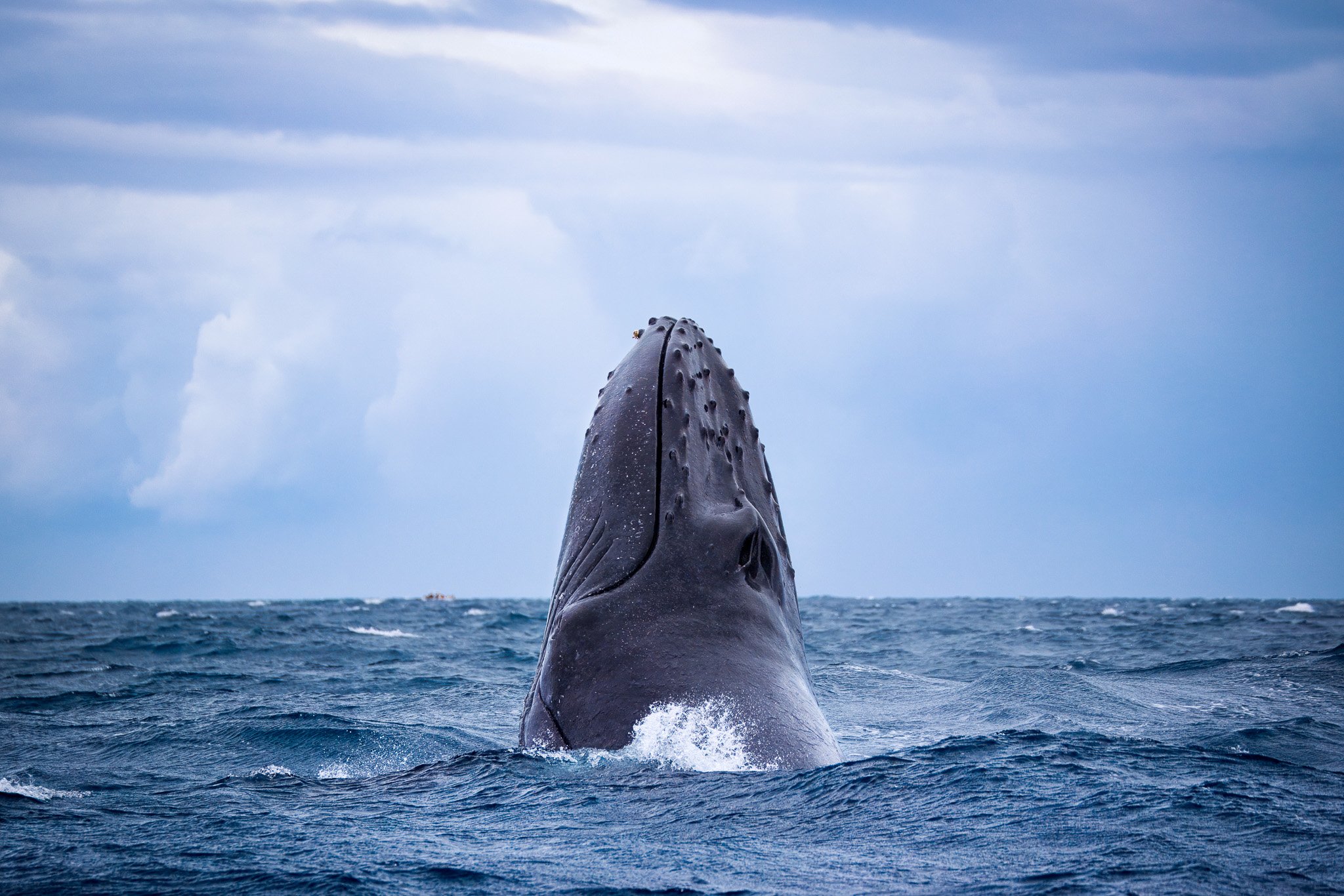Humpback Whale