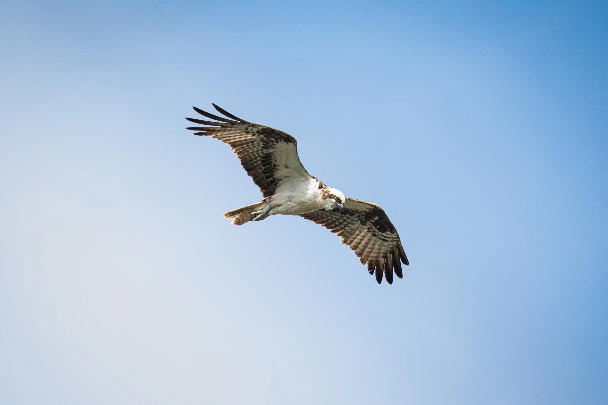 Osprey
