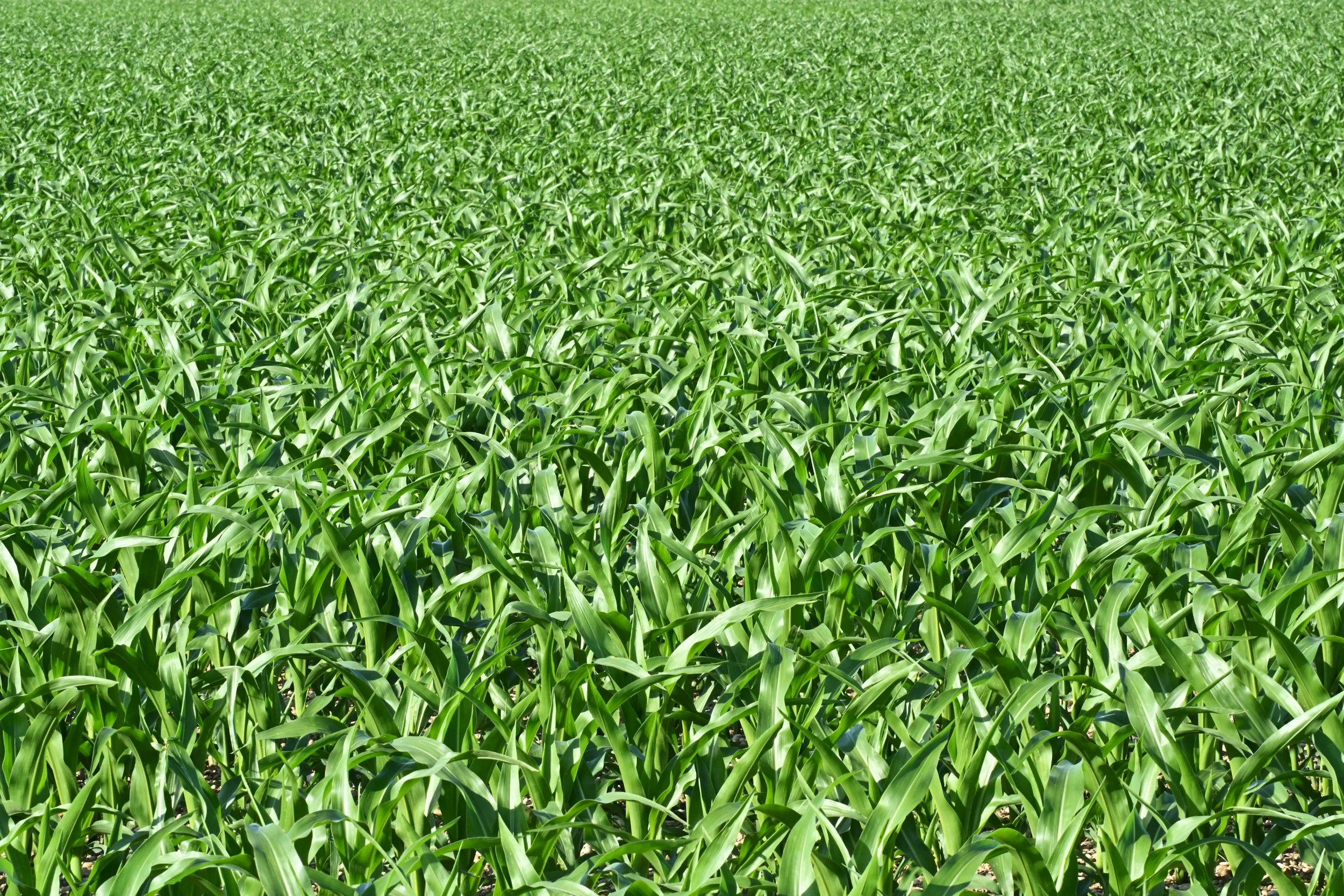 A green field of tall grass or crops under a clear sky.