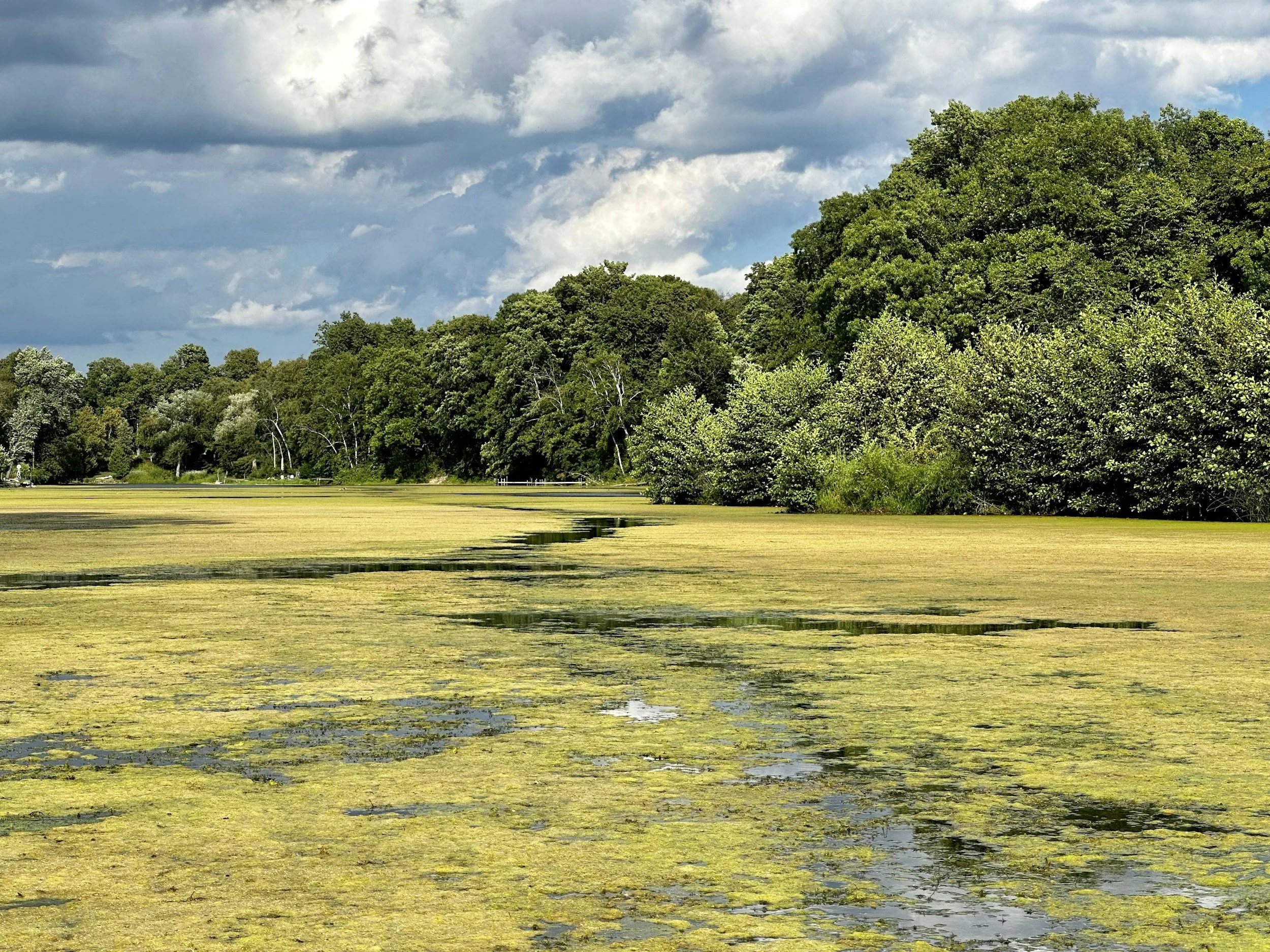 A landscape with a body of water covered in green algae or duckweed, surrounded by lush green trees, under a partly cloudy sky.