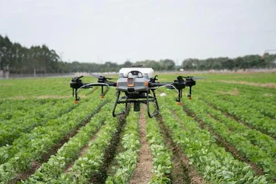 A drone flying over a field of green crops with rows of plants growing in the soil.