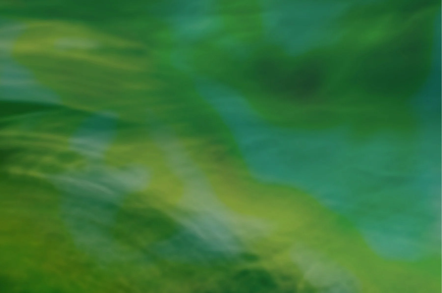 Close-up of green foliage with blurred details