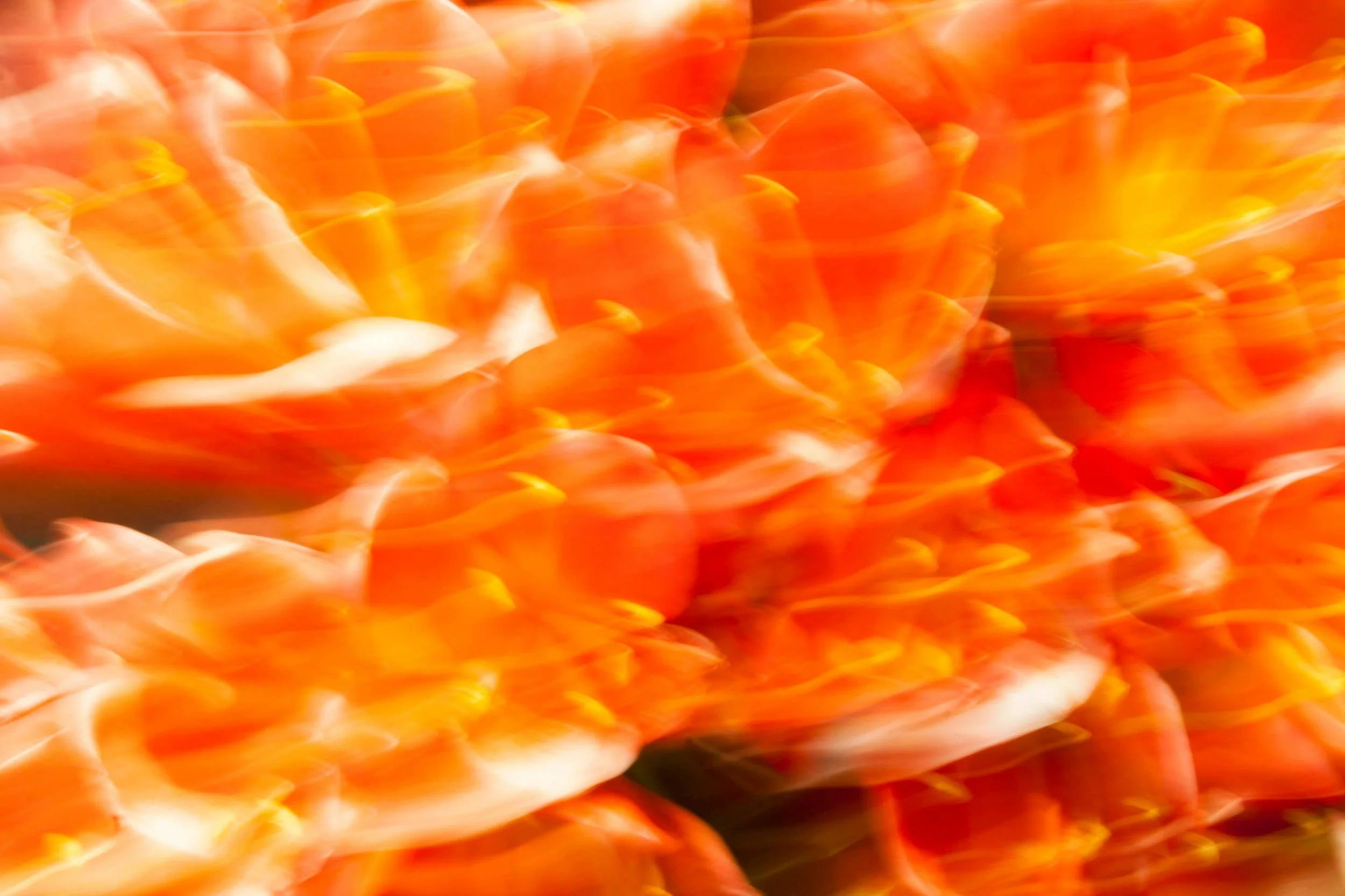Close-up of orange and white tiger lilies with a blurred background.