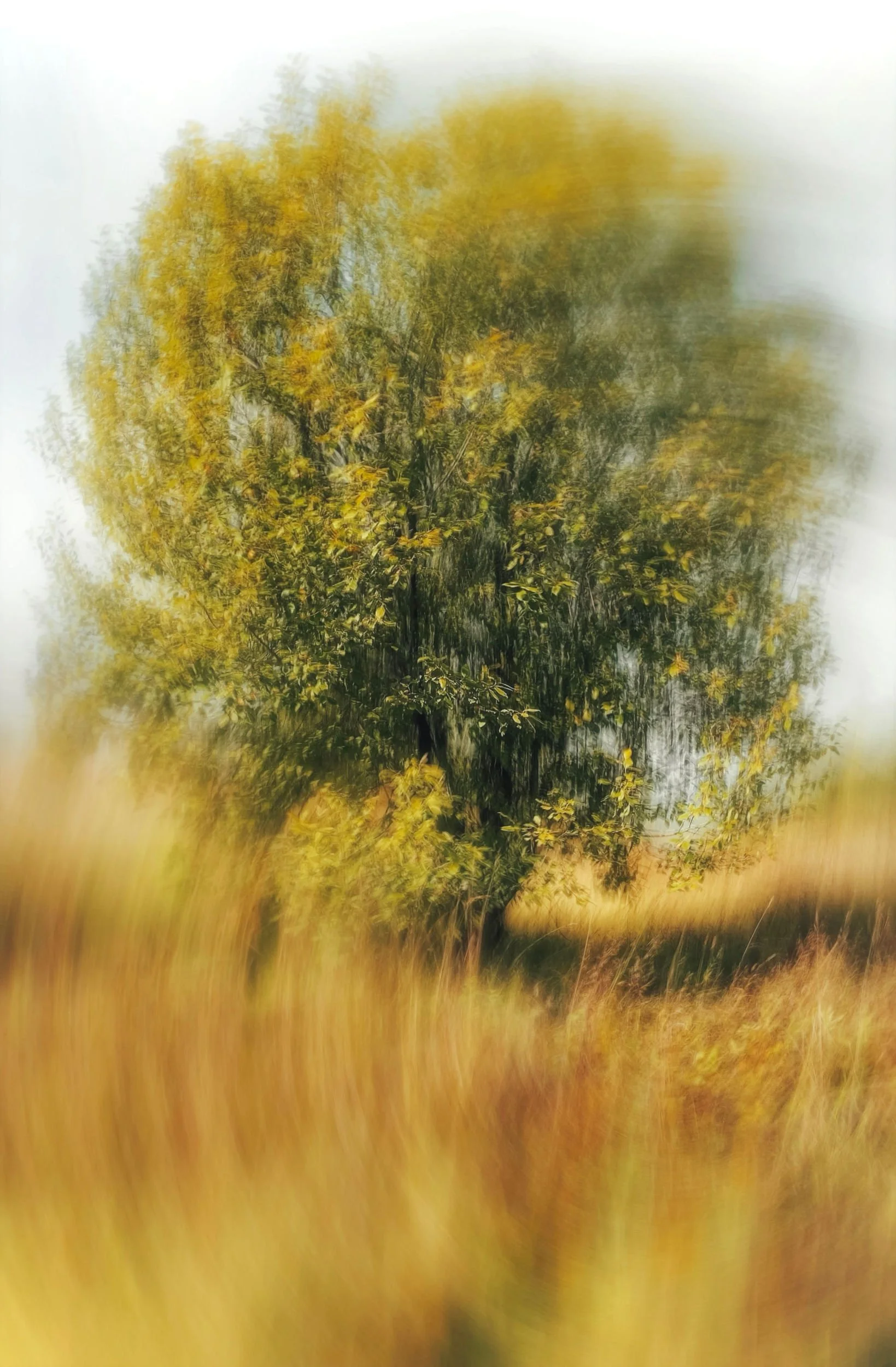 A picture of a tall tree with green and yellow leaves, set against a slightly cloudy sky. The photo has a blurry, artistic effect.