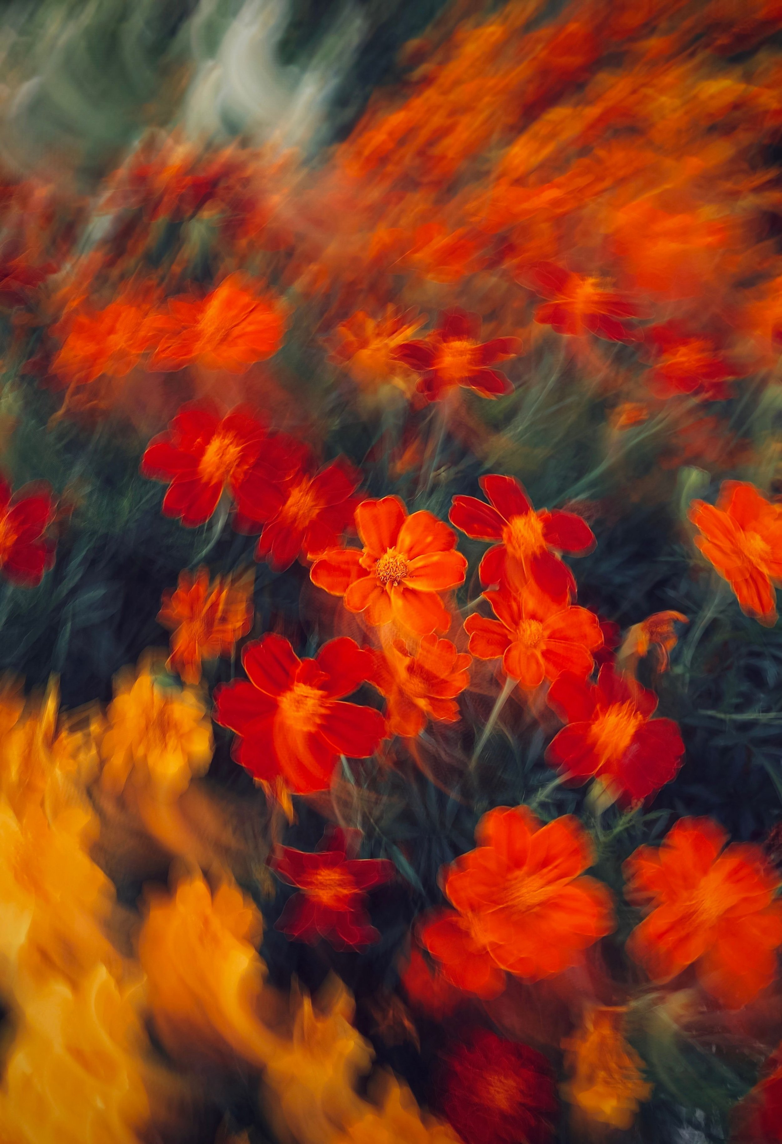 Blurred close-up of orange and yellow flowers with green and white background.