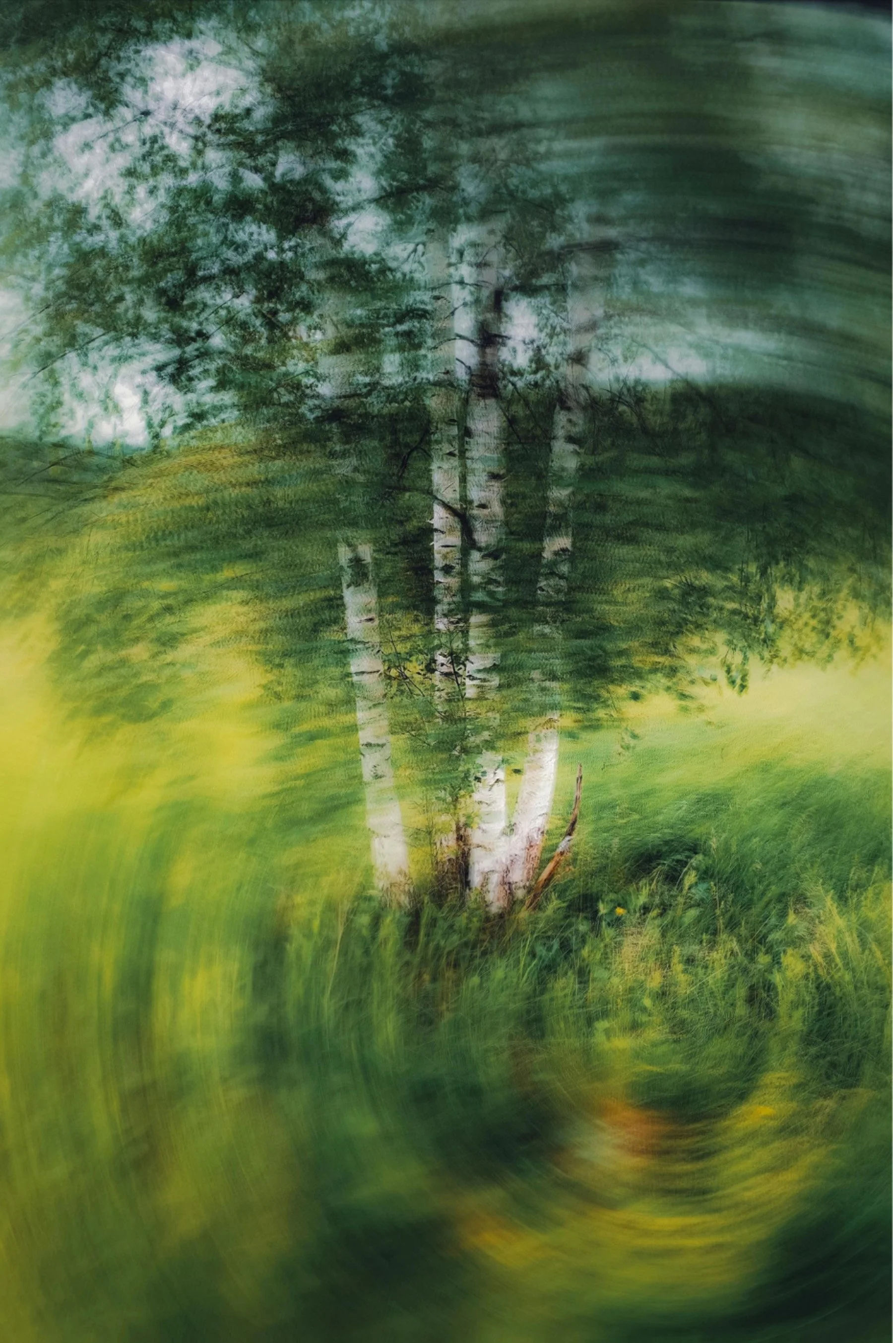 Blurred image of birch trees and green grass, with motion effect