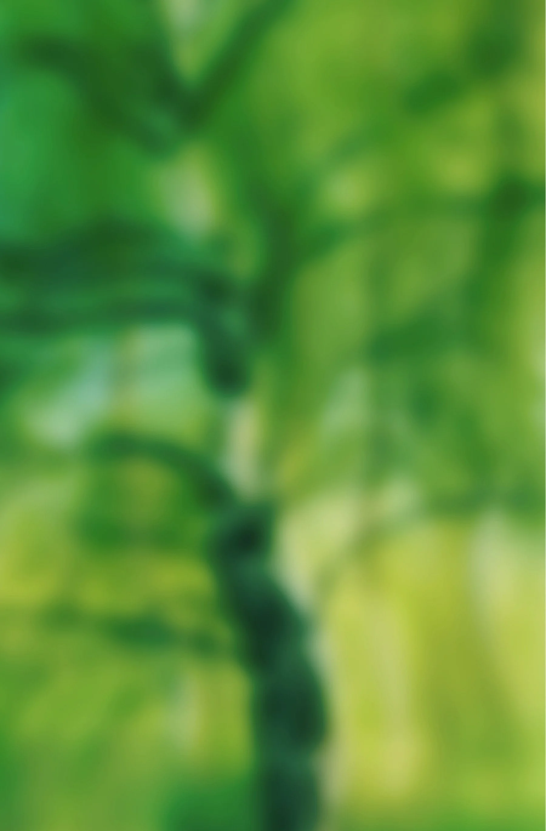 Blurred close-up of green leaves or plant.
