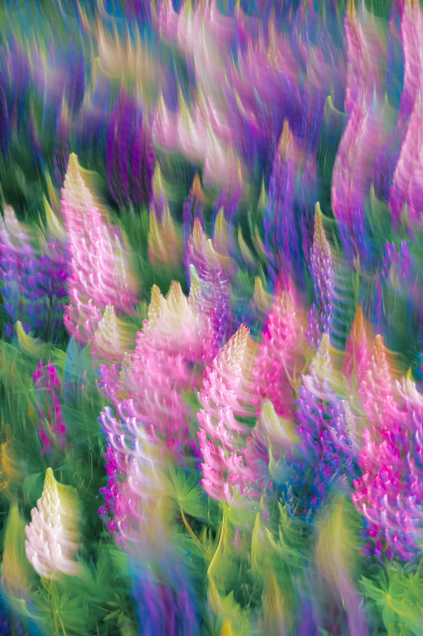Abstract colorful painting of flowers in pink, purple, white, yellow, and green hues with a blurred motion effect.