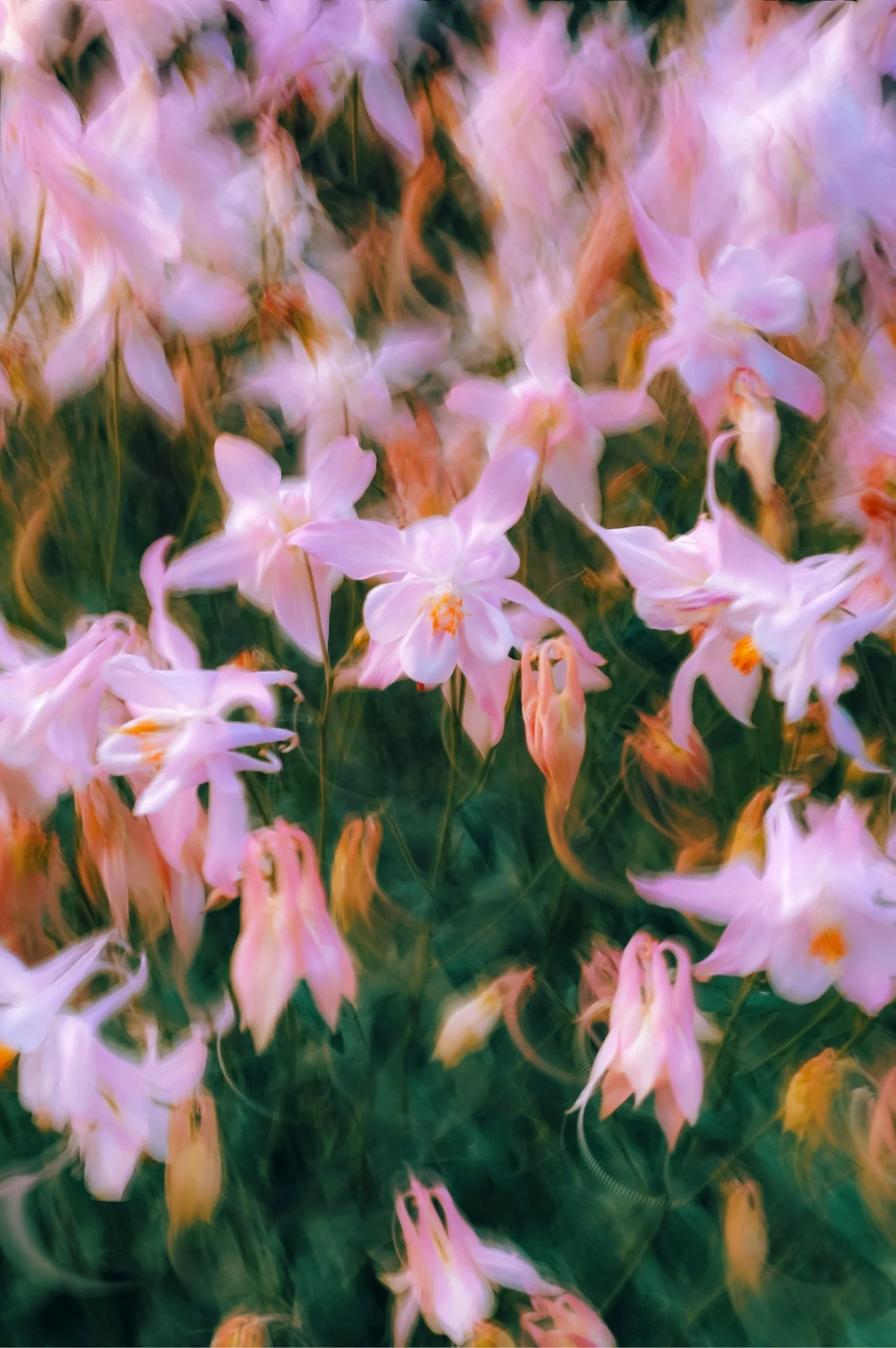 Blurred image of light pink and white flowers with some green leaves in the background.