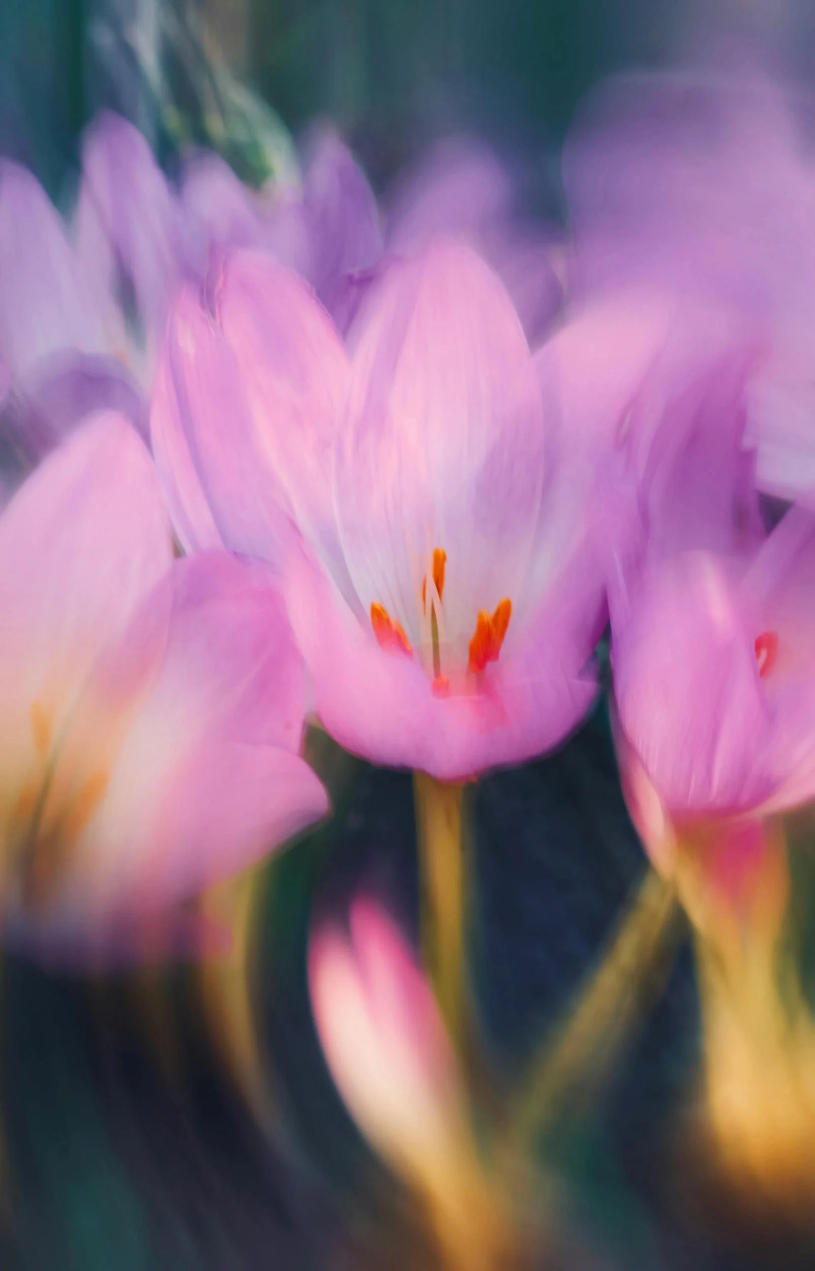 Close-up of pink and purple crocus flowers with orange stamens, softly focused background.