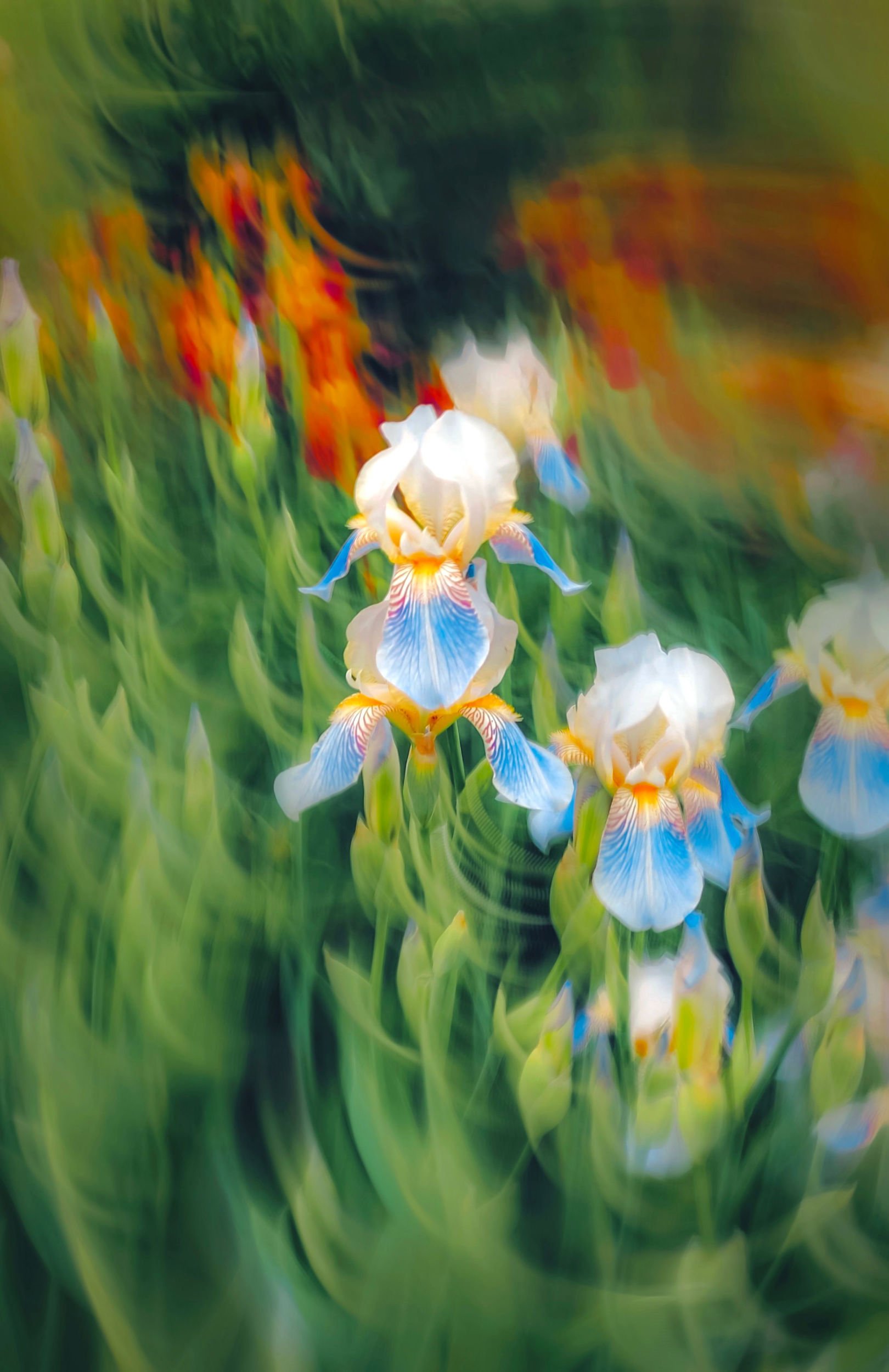 Blurred image of colorful irises flowers with green foliage in the background.