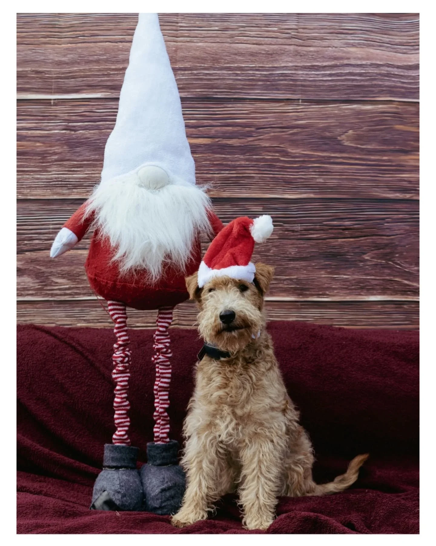 Ich w&uuml;nsche euch wundersch&ouml;ne Festtage und viele lachende Gesichter. ❤️🎄

#merrychristmas #christmasdog #christmasshooting #dogshooting #christmasfamilyshooting