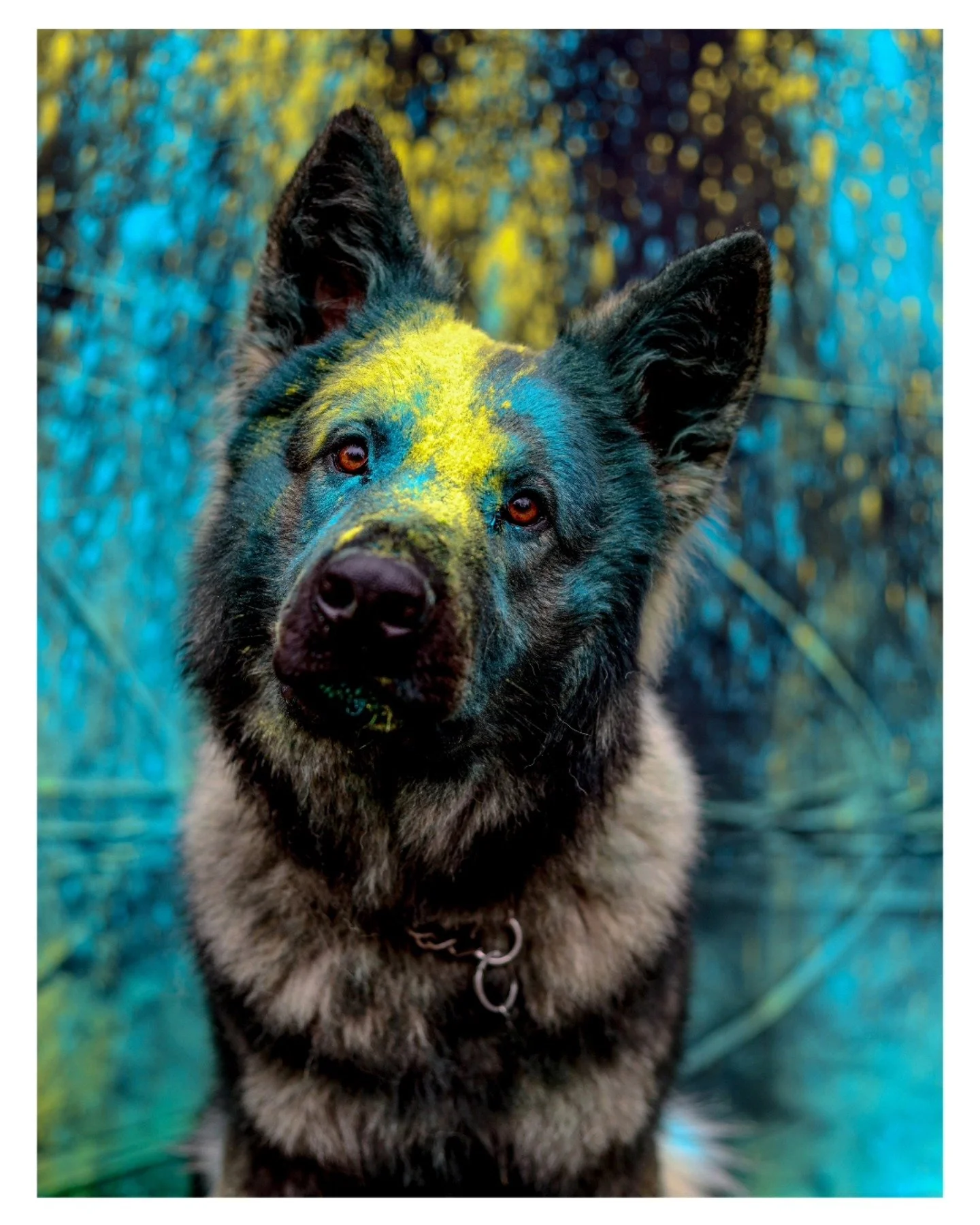 colorful 🖌️

#dogphoto #dog #color #colorful #photoshooting #photo #photography #outdoor #outdoorshooting #animalphotography #switzerland #holycolor #holycolorshooting