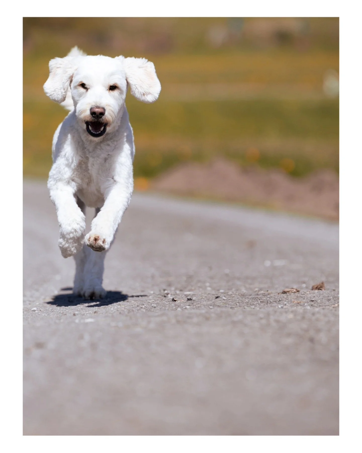 cuuuutie! 🥰

#dog #photoshooting #photography #dogphoto #dogphotography #animalphotography #outdoorshooting #hund #hundefotografie #switzerland #whitedog #goodboy