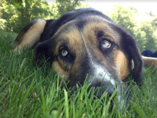 Close-up of a dog lying down on grass, with blue eyes and a black and brown coat, outdoors in a green, wooded area.