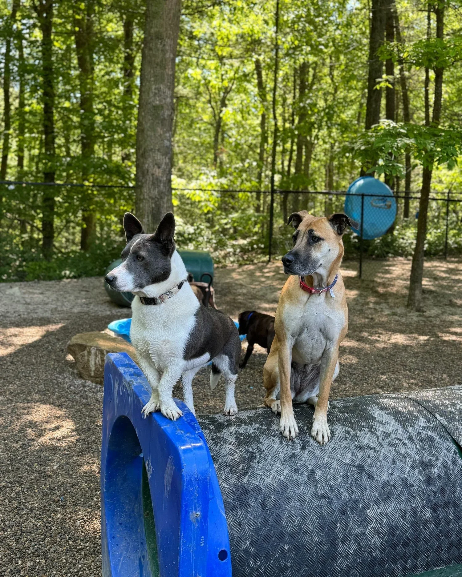 Two dogs, one black and white with pointed ears standing on a blue plastic object, and one tan with a black face and floppy ears sitting on a metal platform in a wooded area during daytime.
