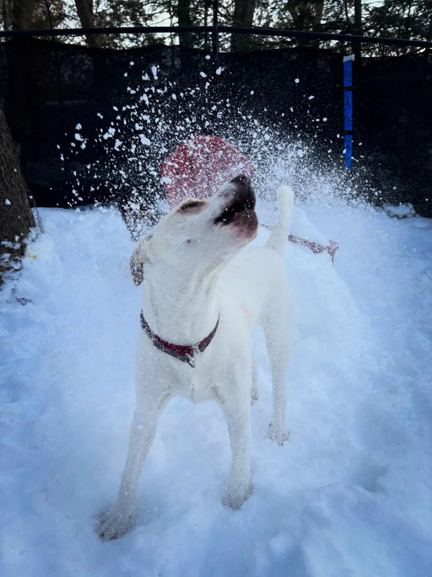 A white dog playing in the snow, with snow flying around its face, outdoors on a winter day.
