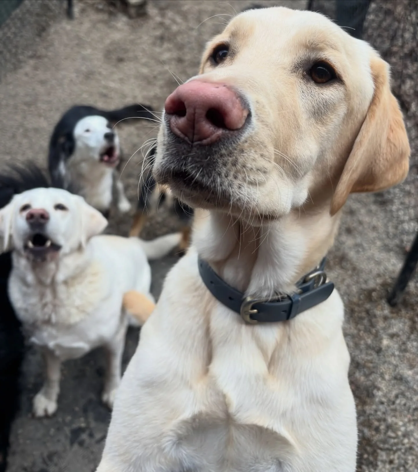Close-up of a yellow Labrador Retriever with a pink nose and a black collar, surrounded by three other dogs, including a Husky puppy and a Dalmatian puppy on a dirt ground.