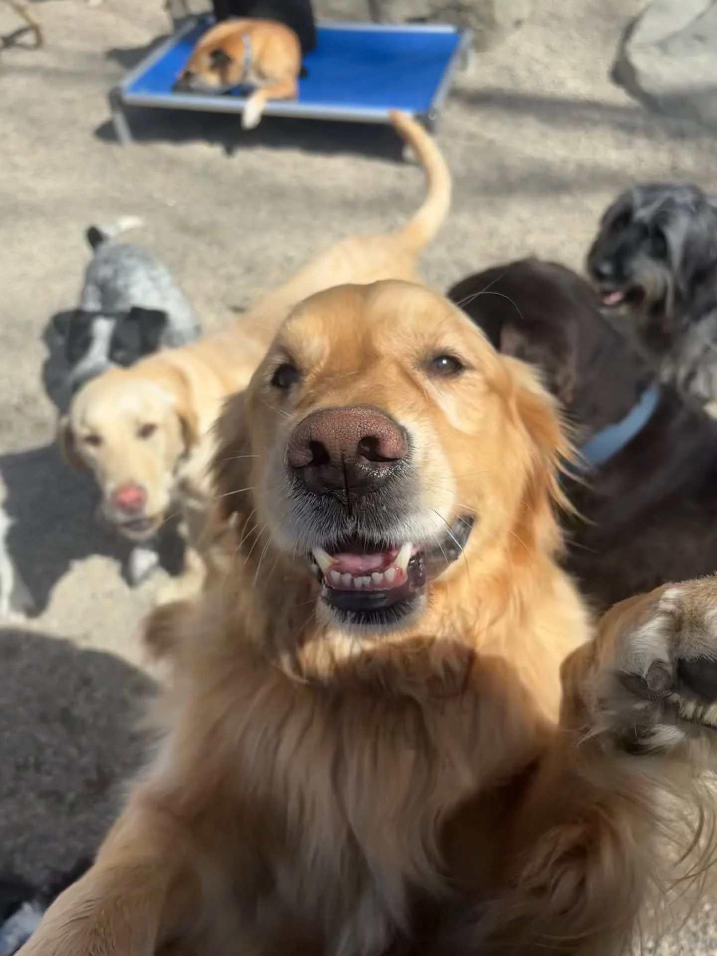 Multiple dogs of different breeds gathered on a sandy surface, with one tan dog in the foreground smiling at the camera.