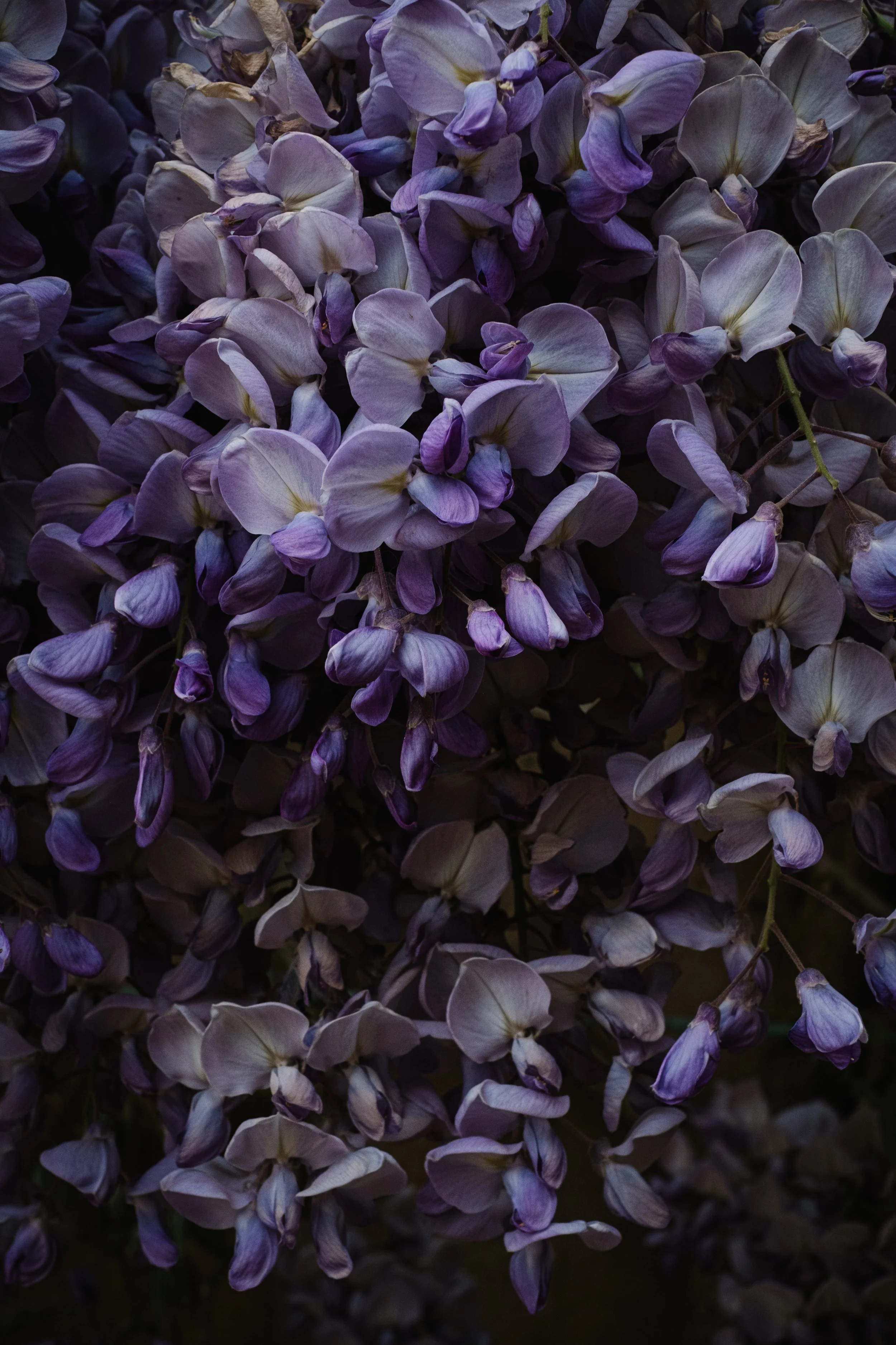 DSCF3371.jpg