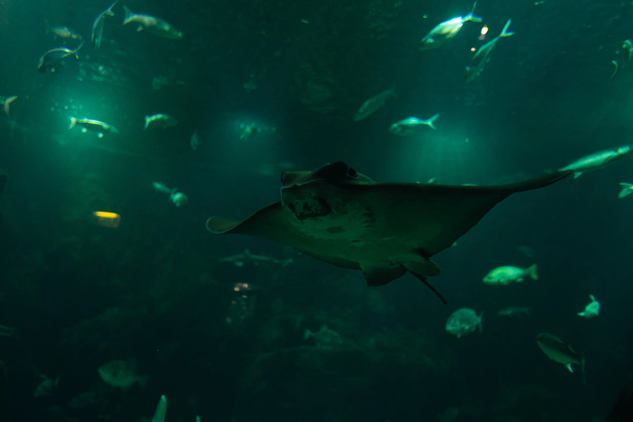 DSCF6459.jpg